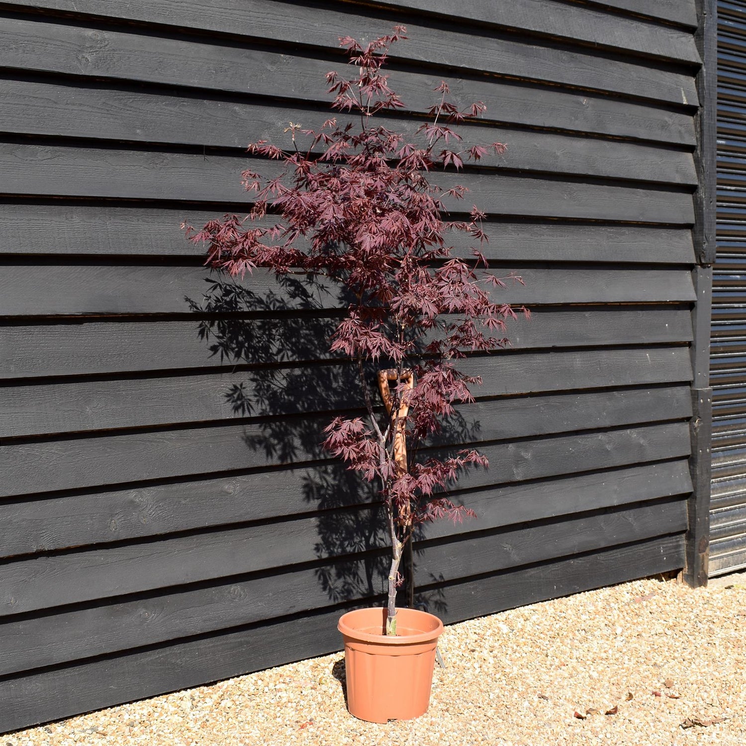 Acer palmatum 'Black Lace' | Japanese maple 'Beni-otake' - 150-200cm, 10lt