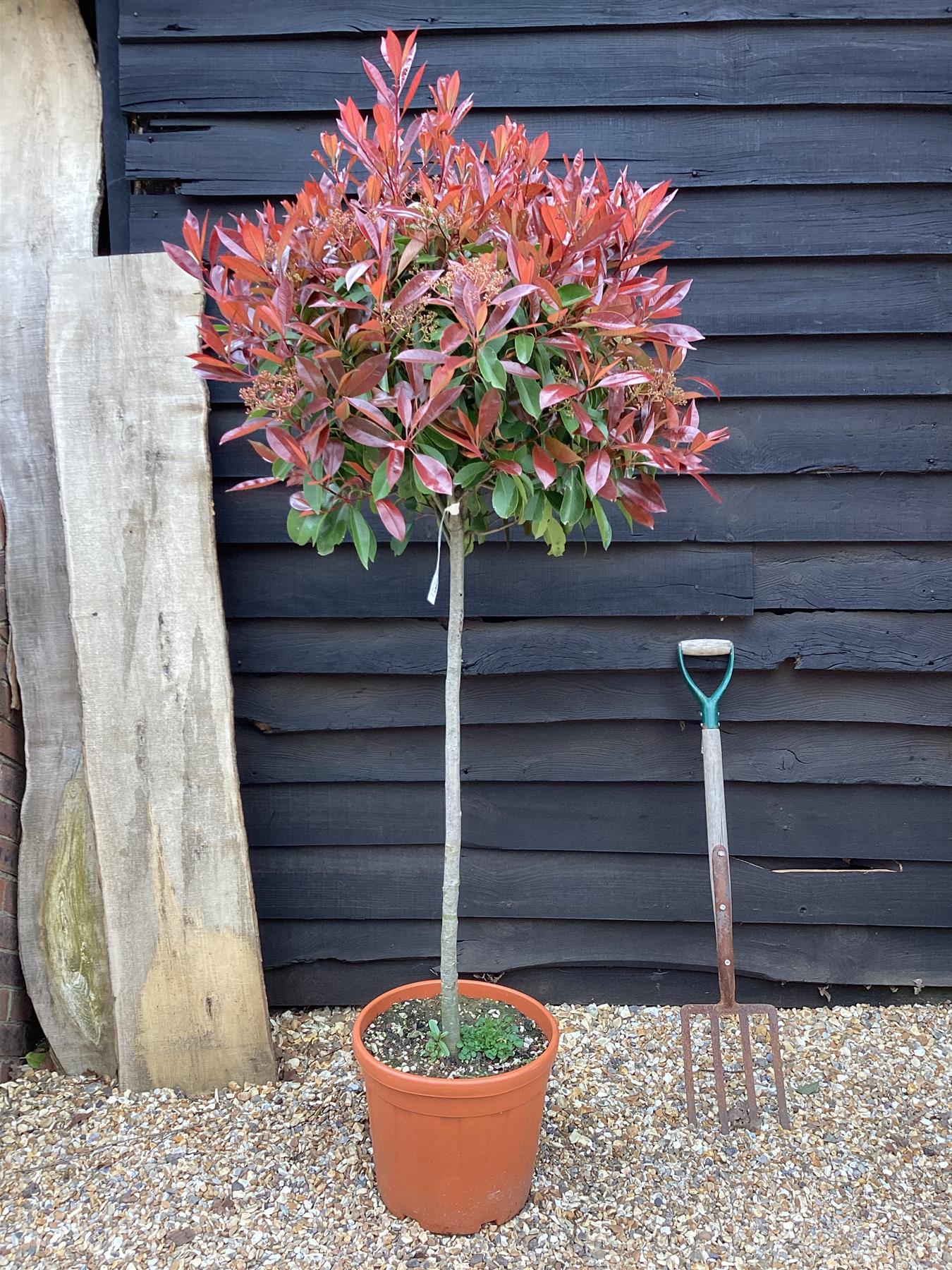 Photinia Red Robin | Christmas berry 'Red Robin' - 1/2 std Clear Stem - 180-200cm, 25lt
