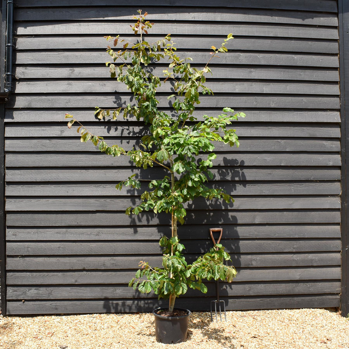 Iron Tree  | Parrotia persica -  Tree - Height 200-220cm - 20lt