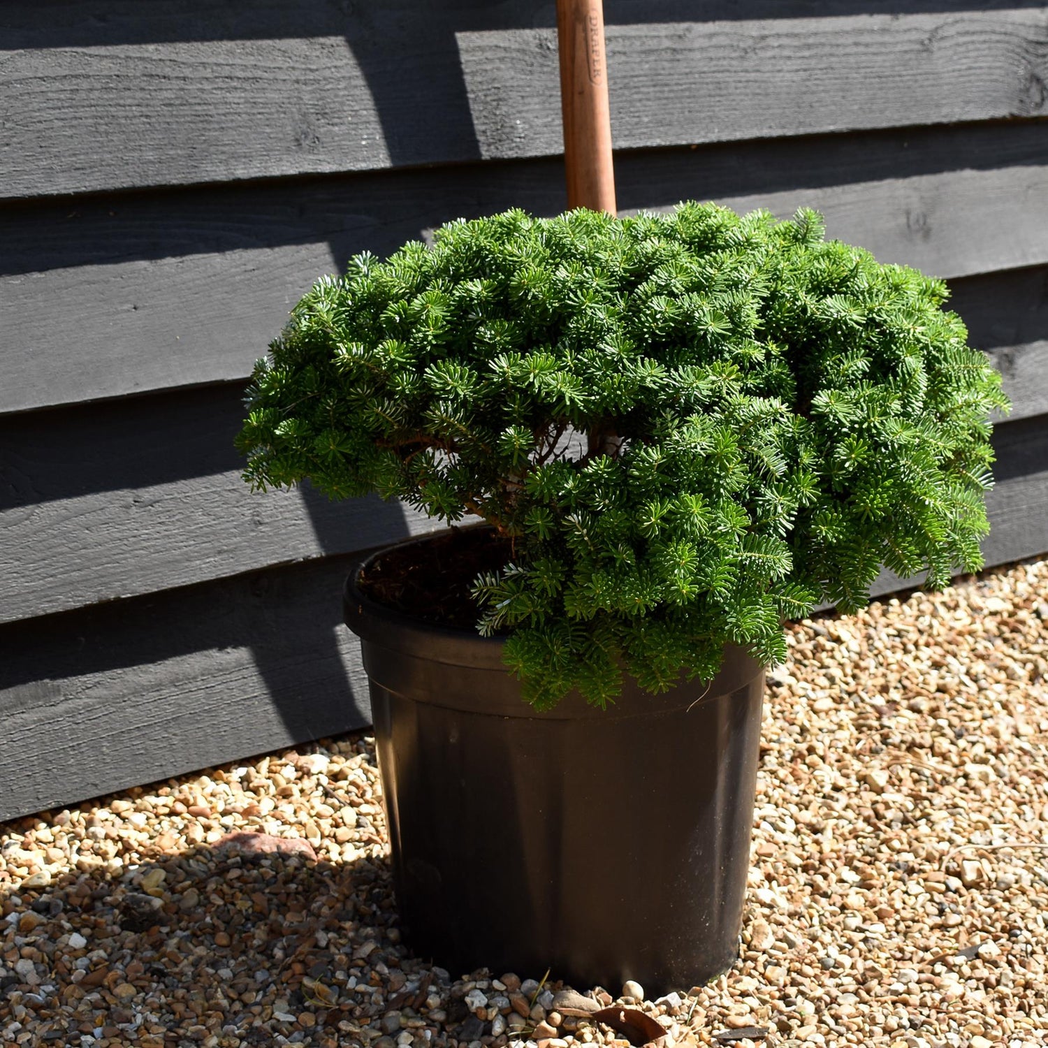 Abies koreana 'Brilliant' | Korean fir 'Brilliant' - Height 20-30cm - Width 40-50cm - 18lt
