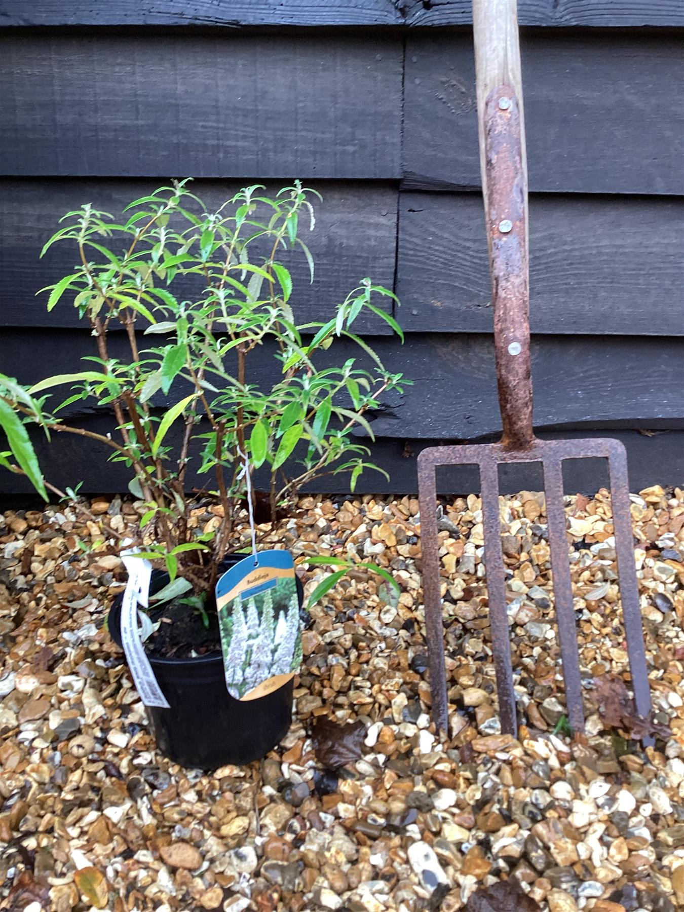 Buddleja White Profusion | Butterfly Bush - 10-30cm, 2lt
