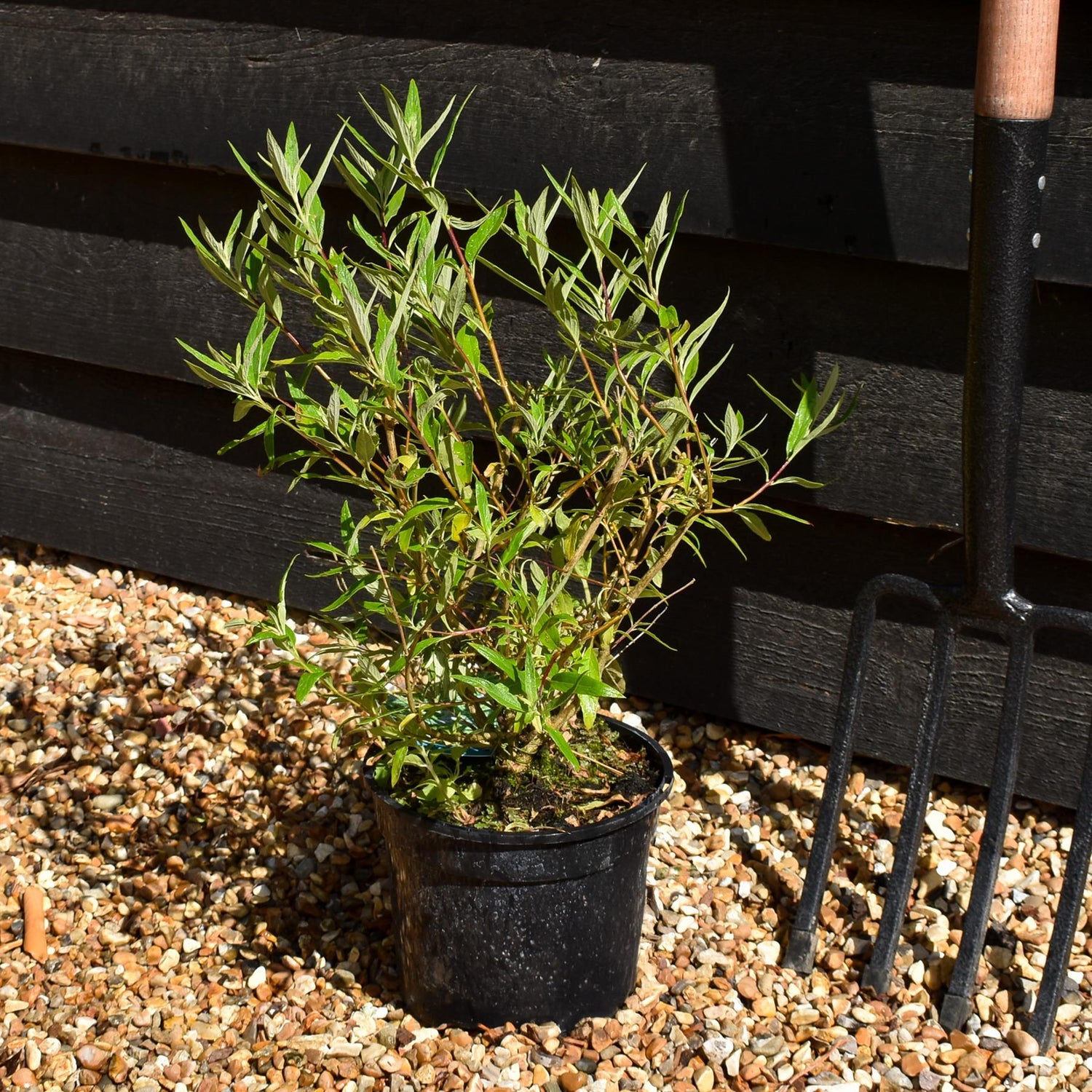 Caryopteris - clandonensis (Bluebeard) 'Kew Blue' - 10/20cm, 2lt