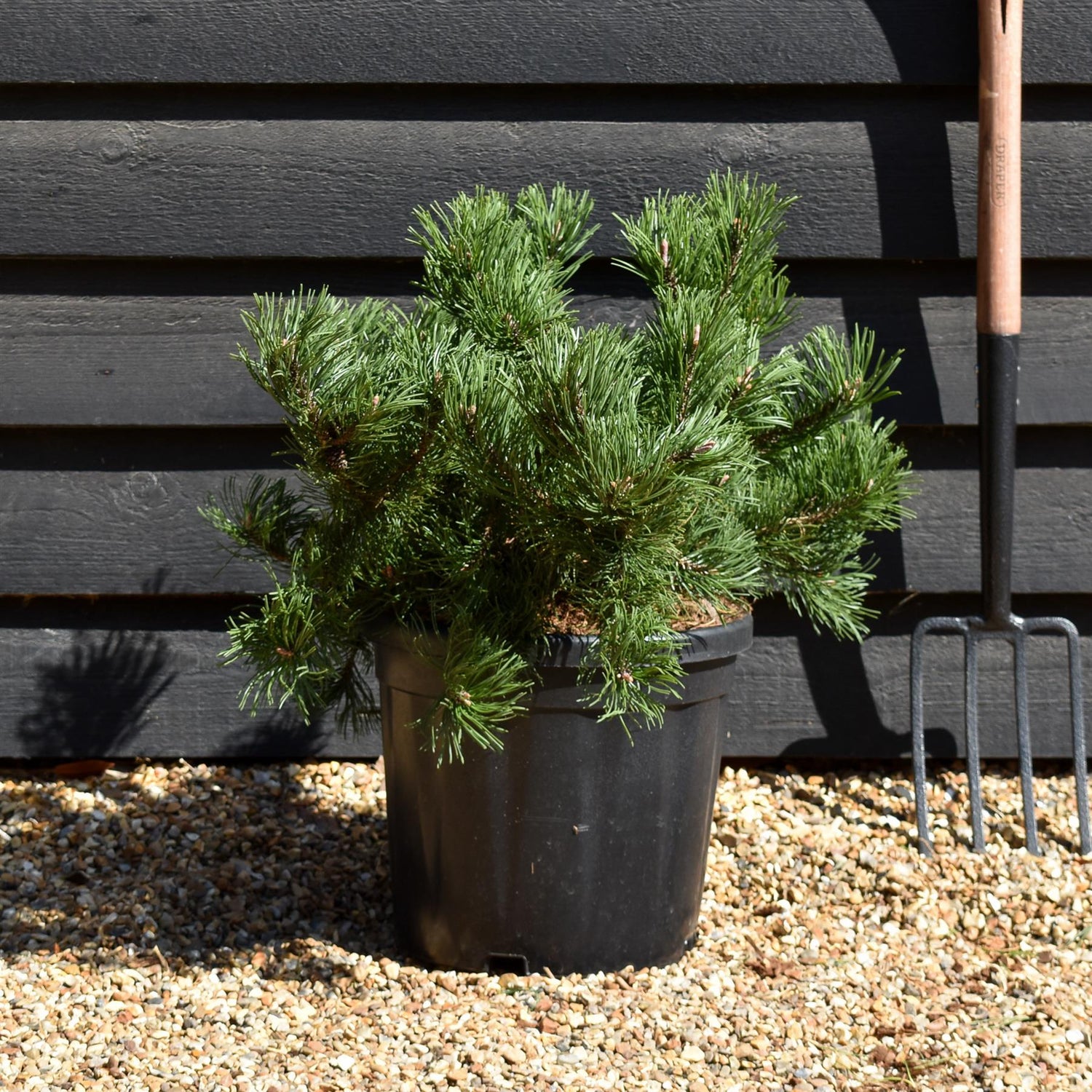 Pinus mugo 'Krauskopf' | Dwarf mountain pine - Height 30-40cm - Width 50cm - 18lt