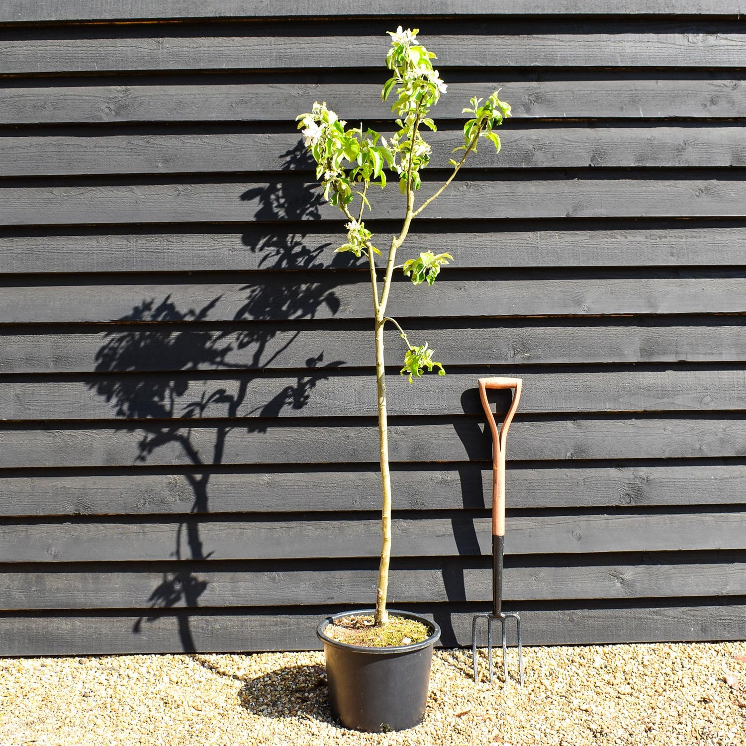 Apple tree 'Granny Smith' | Malus domestica  - Semi Dwarfing - Height 150-160cm - 20lt