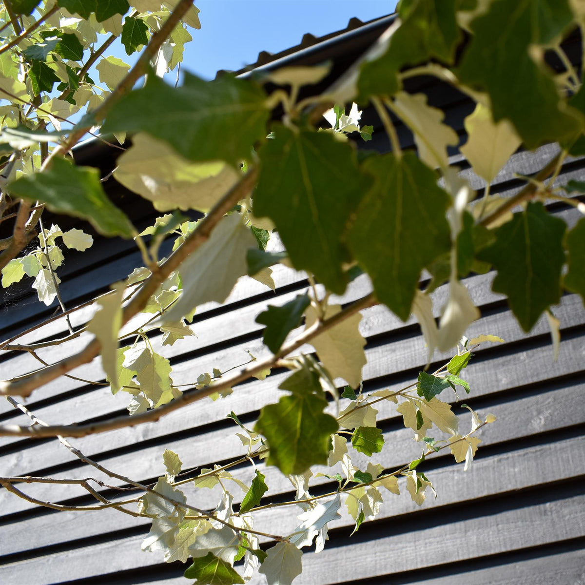 Populus alba | White Poplar Tree - Standard - Clear stem 160-170cm - Height 370-400cm - 45lt