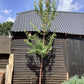 Prunus Avium | Wild Cherry Tree Girth 16cm - 375cm, 130lt