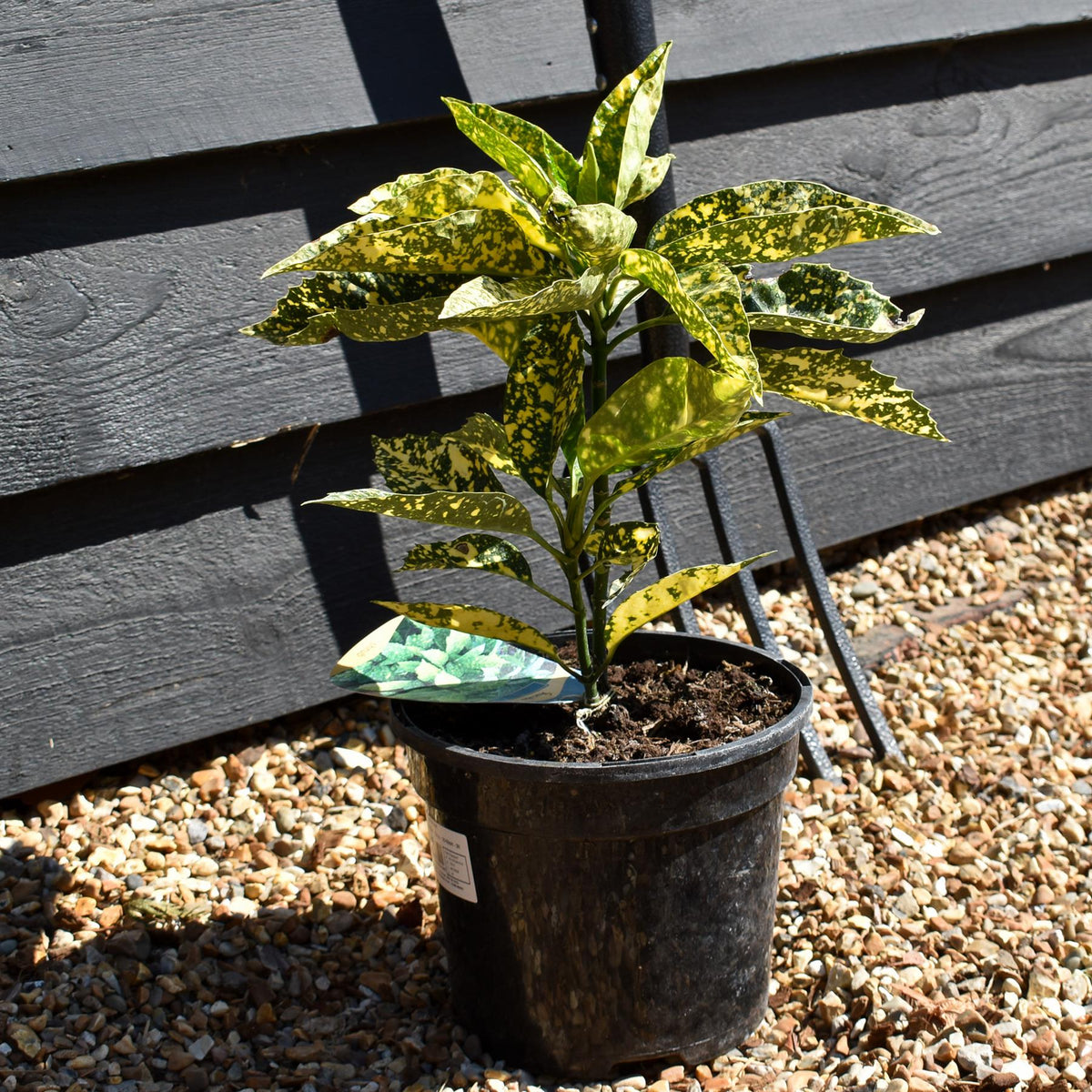 Aucuba japonica 'Mr Goldstrike' - 10-30cm - 2lt