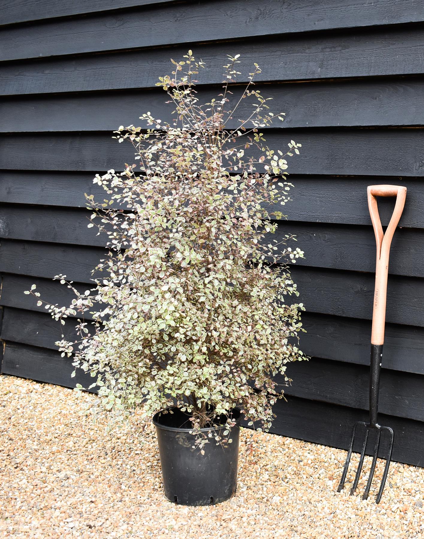 Pittosporum 'Silver Magic' - Height 110-120cm -12lt