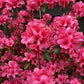 Azalea Japonica Silvester | Rhododendron Silvester  - 70-80cm, 15lt