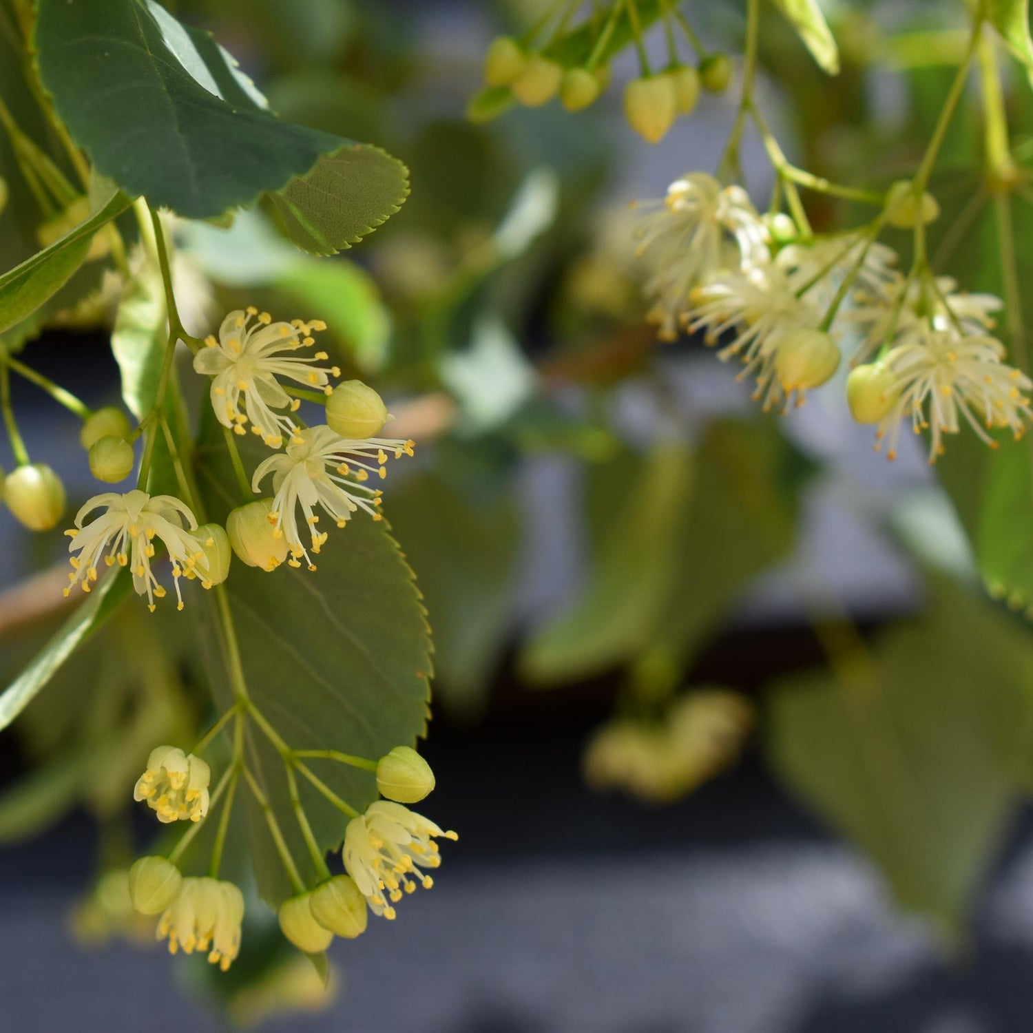 Small-Leaved Lime | Tilia cordata - Height 380-400cm - Girth 6-8cm - 30lt