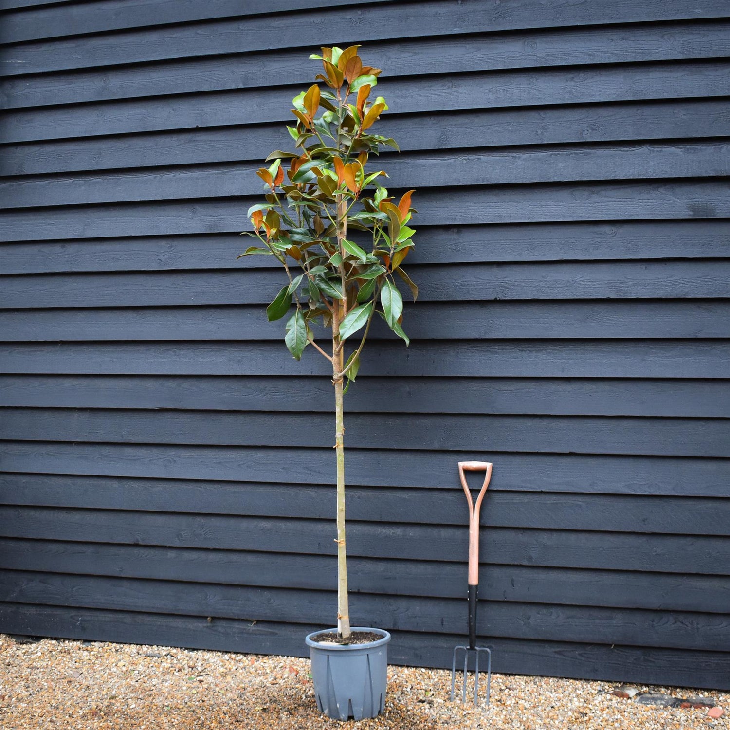 Magnolia grandiflora 'Galissonniere' | Southern magnolia 'Galissonniere' - Clear Stem - Girth 6-8cm - Height 220-230cm - 18lt