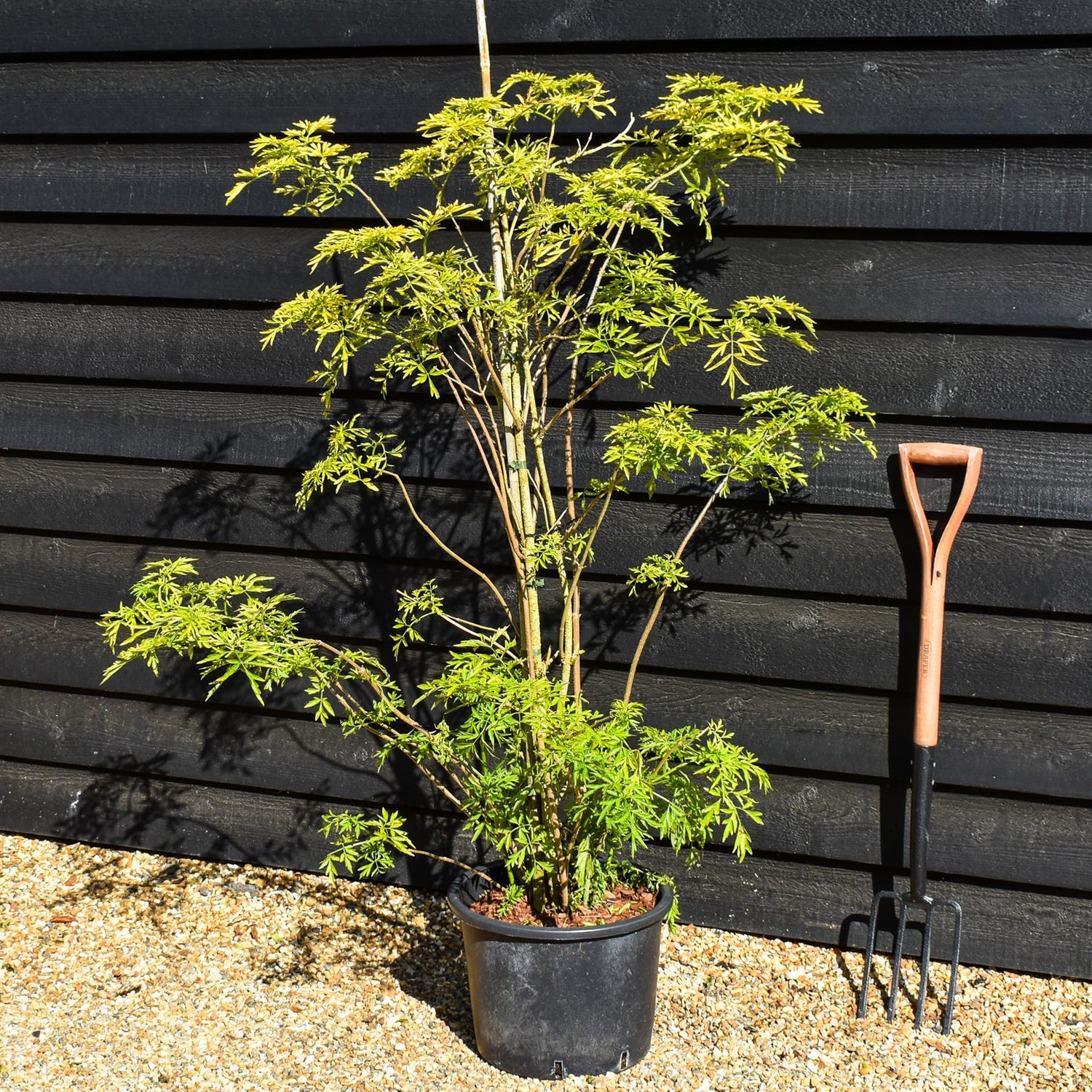 Sambucus Golden Tower - 180-220cm, 20lt