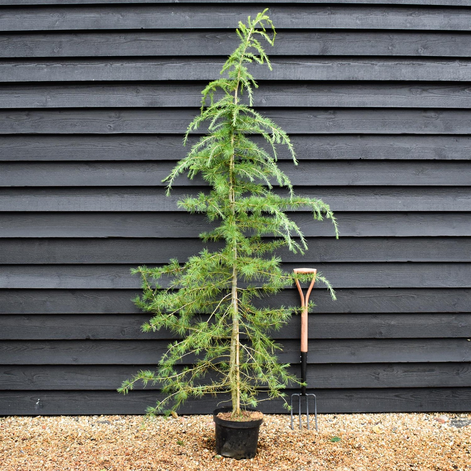 Cedrus deodara | Himalayan Cedar - 220-250cm, 70lt