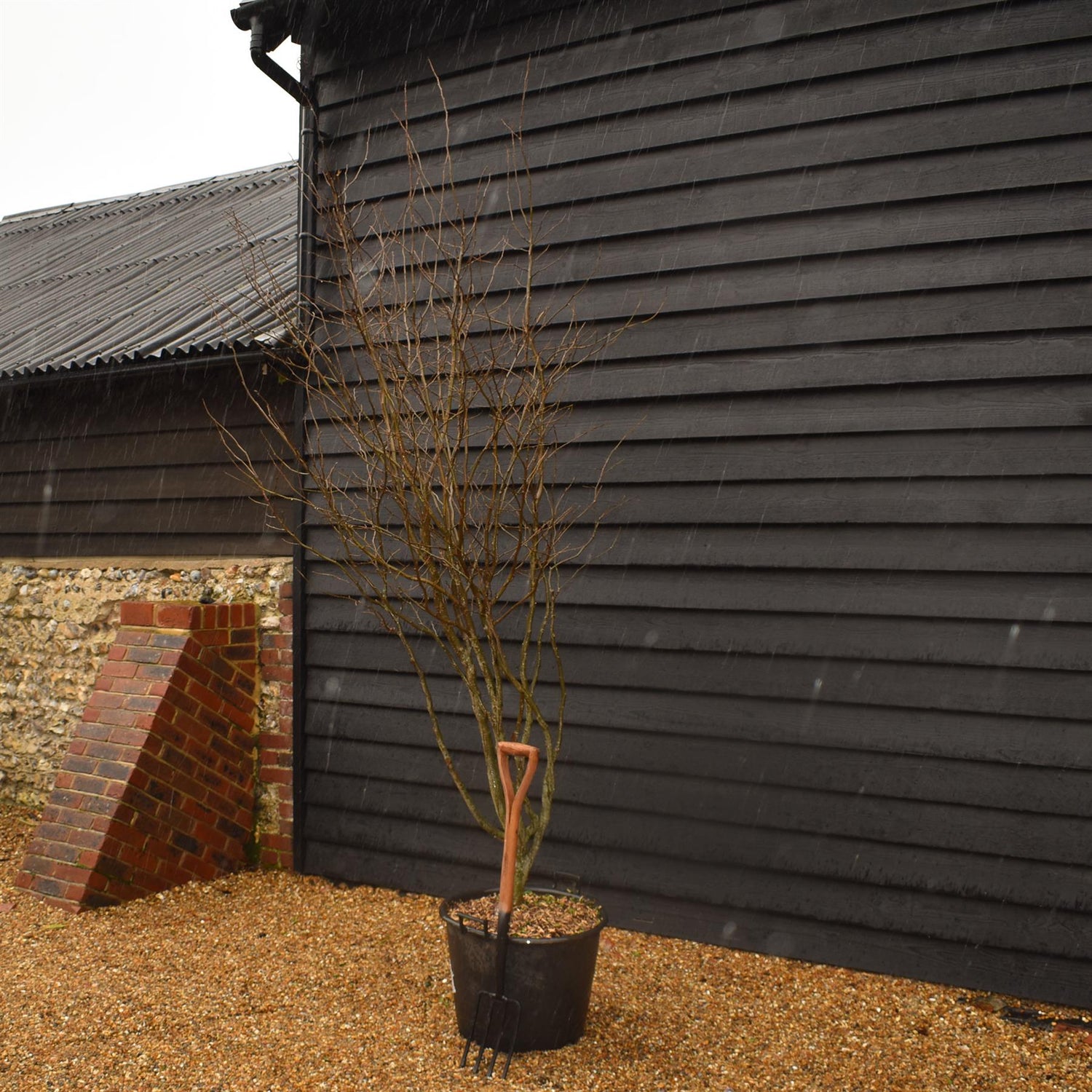 Parrotia Persica Multistem | Iron Tree - Height 240-250cm - 75lt