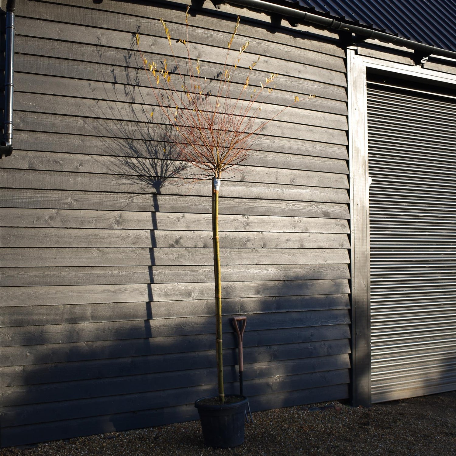Salix integra 'Hakuro-nishiki' | Dappled Willow - Standard - Clear Stem 180cm - Girth 8-10cm - Height 280-300cm - 35lt
