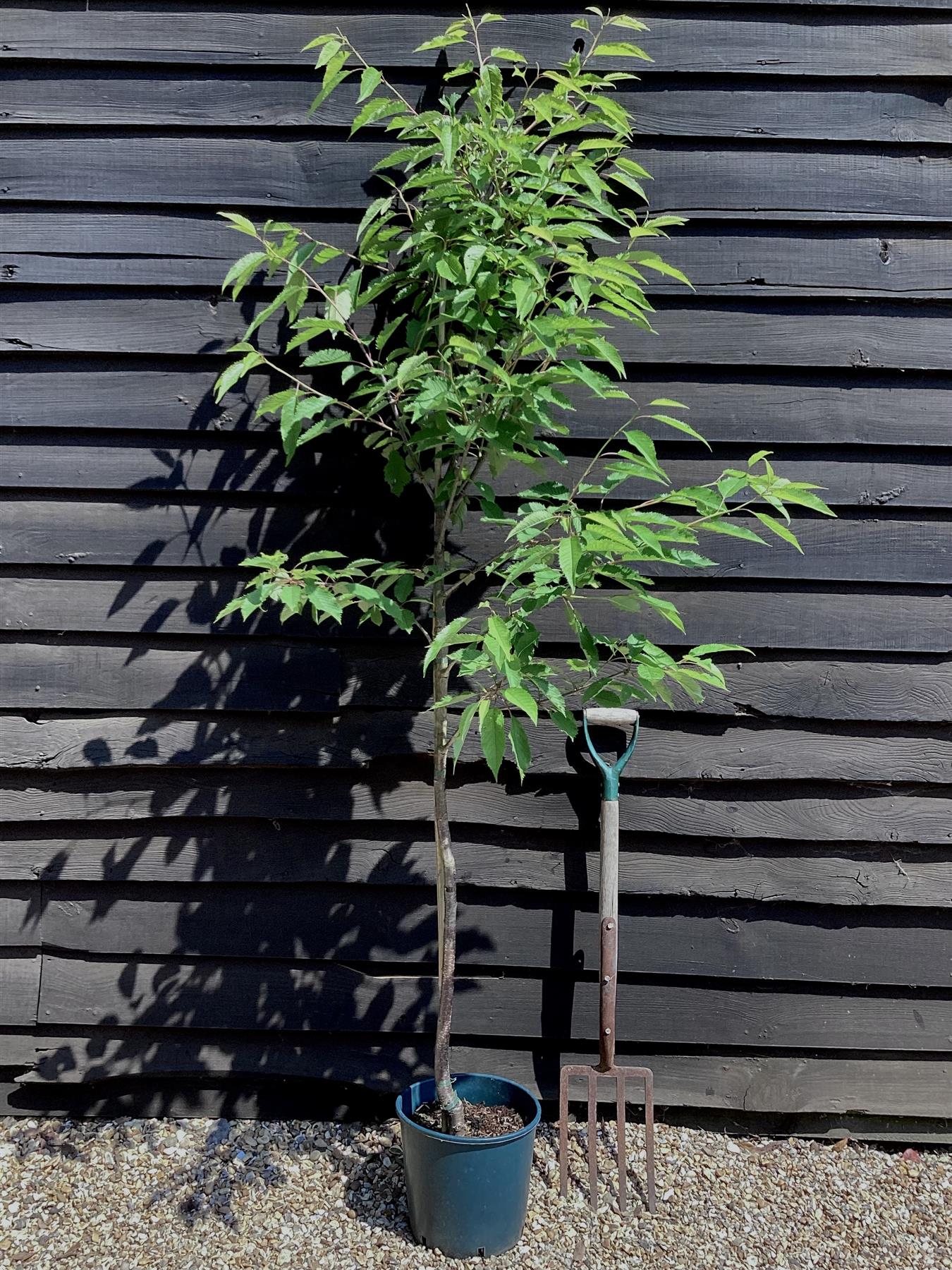 Prunus Avium Plena | Wild Cherry Tree, Clear Stem - 200-250cm, 10lt