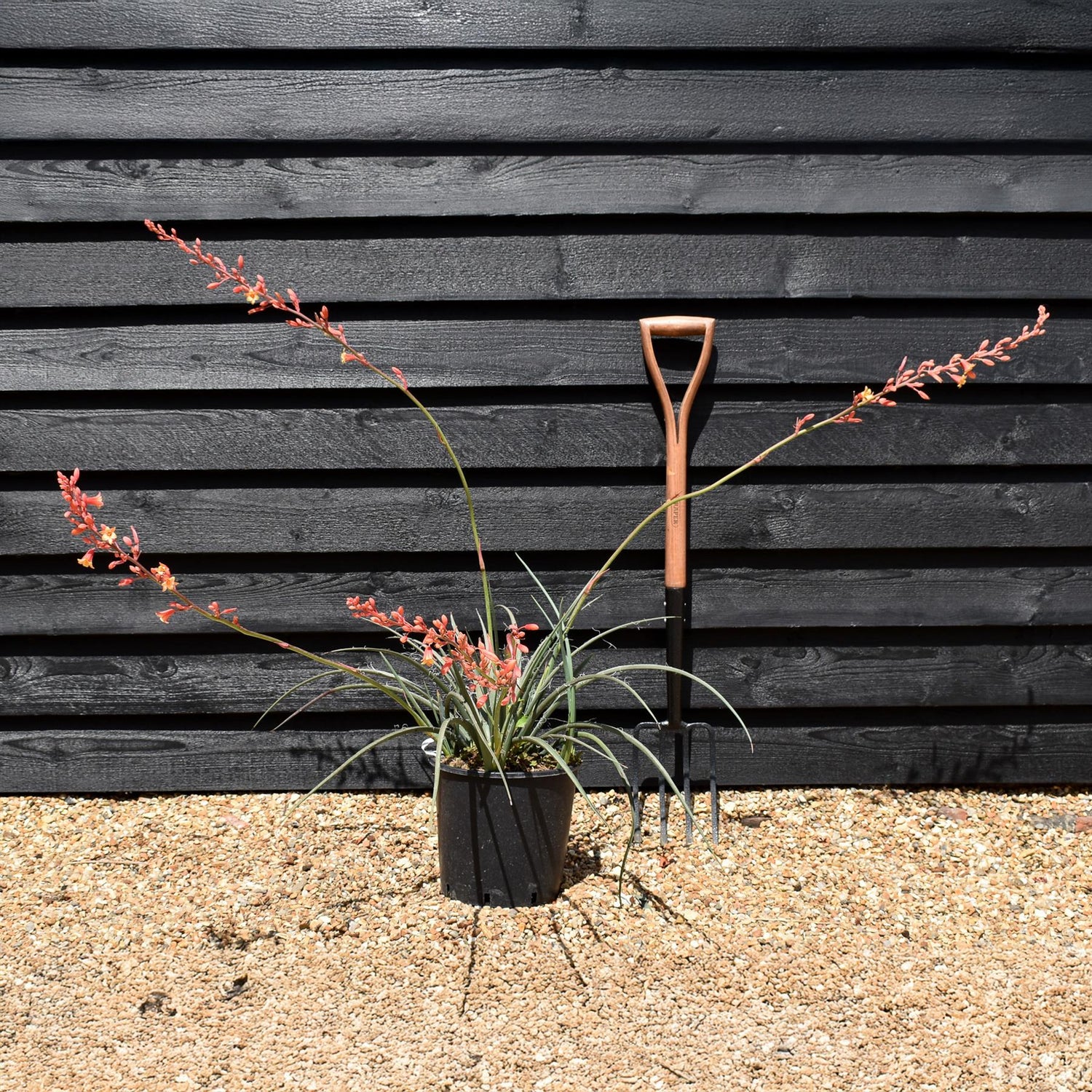 Hesperaloe parviflora | Redflower false yucca - Height 30-40cm - 10lt