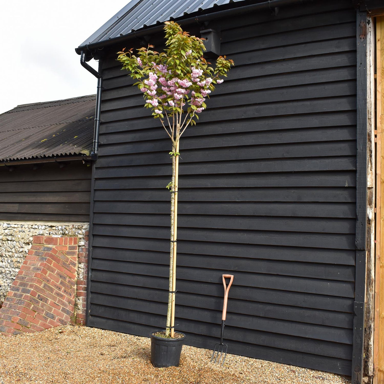 Prunus 'Kanzan' Standard | Cherry ‘Kanzan’ - Standard - Girth 8-10cm - Height 310-330cm - 30lt