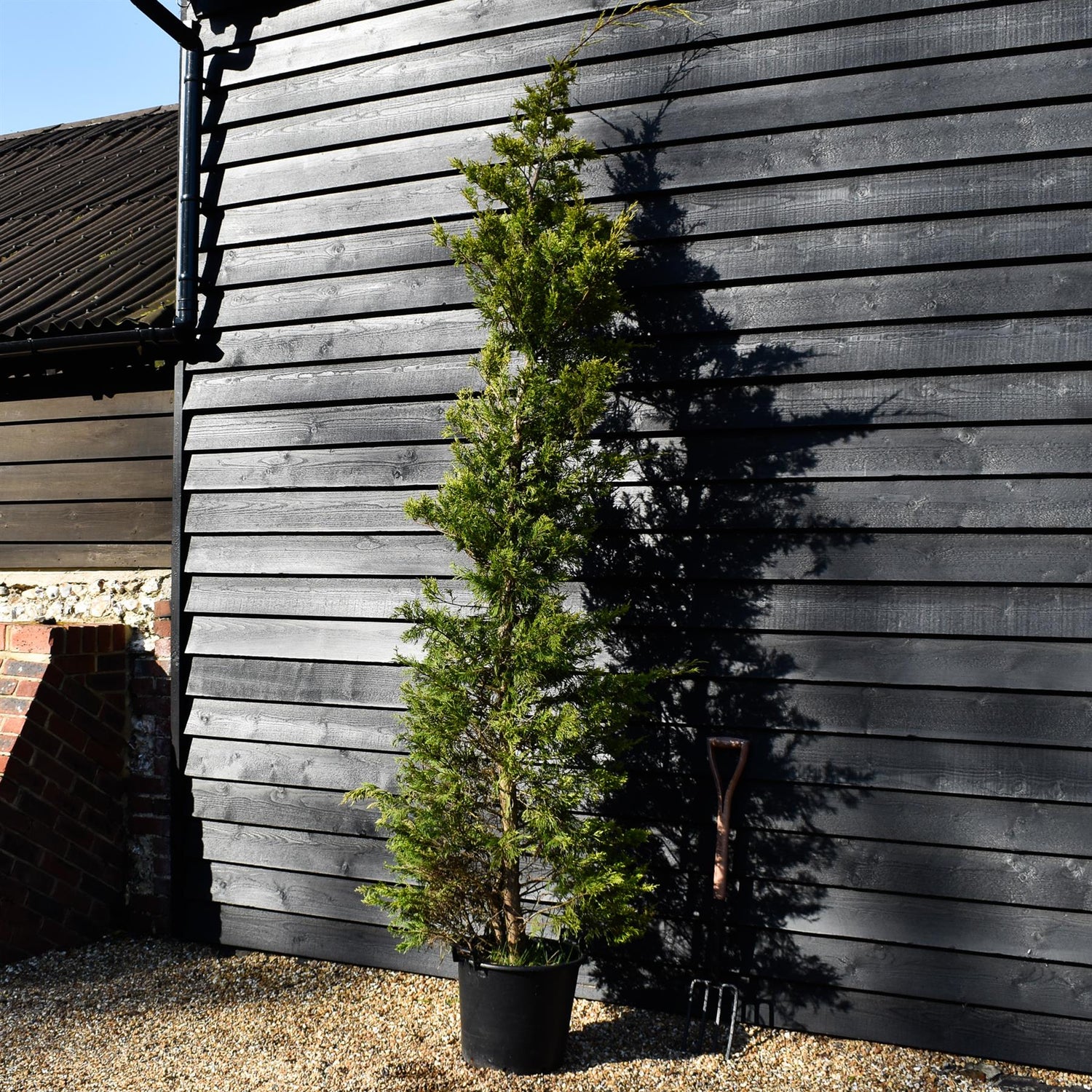 Cuprocyparis leylandii 'Gold Rider' - 250-260cm - 40lt