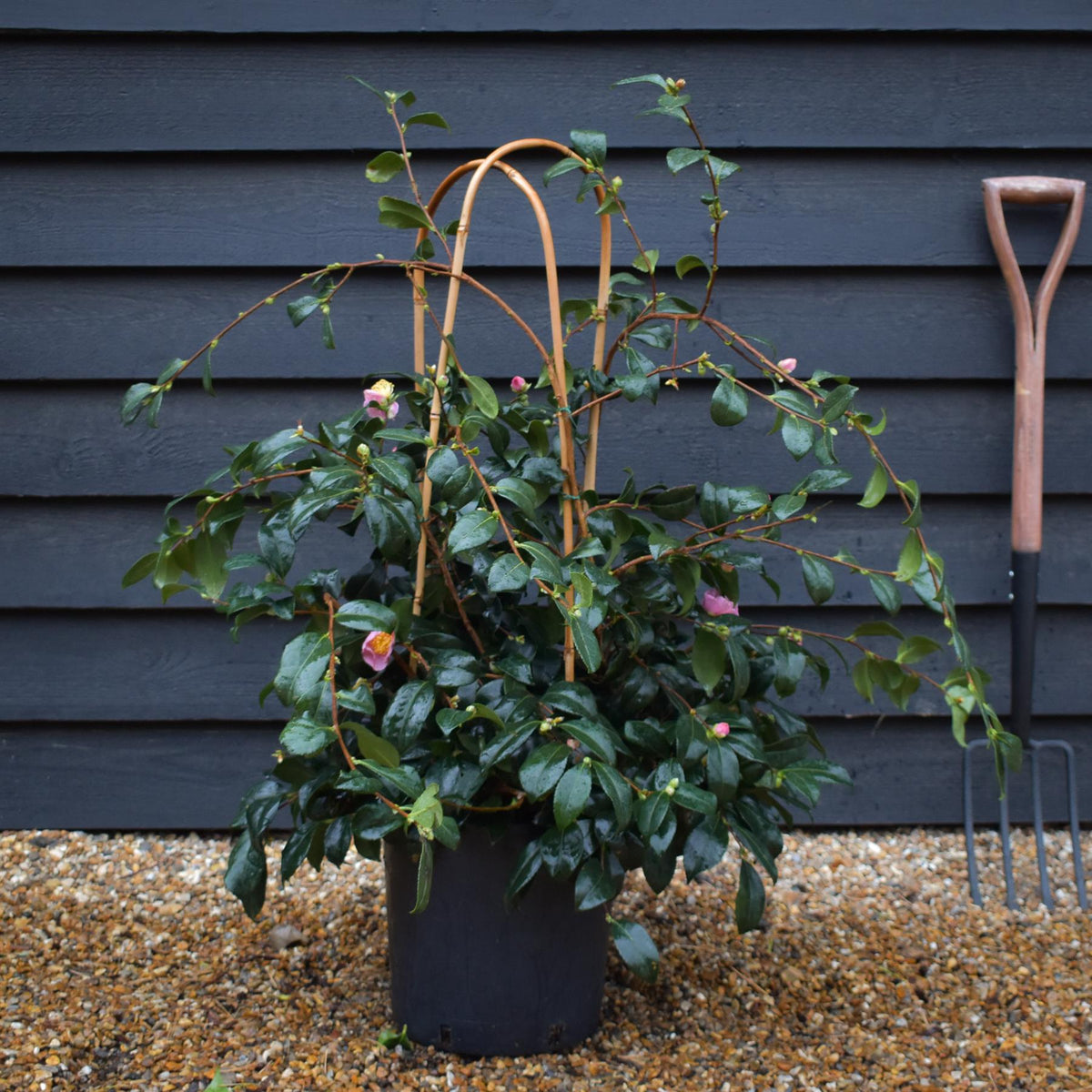 Camellia sasanqua 'Winter's Snowman' - 60-70cm - 12lt