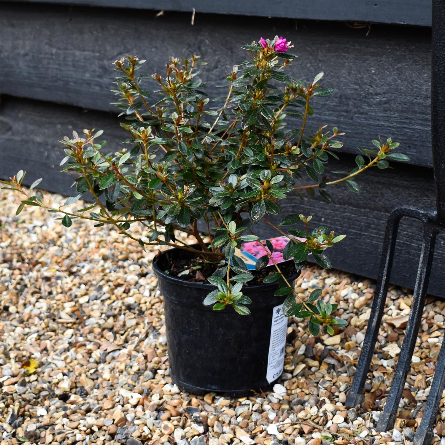 Azalea Japonica 'Amoena' - Height 18-25cm - Bushy - 2lt