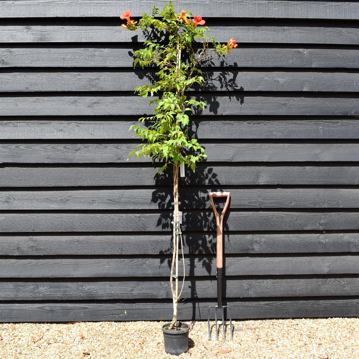Campsis 'Madam Galen' - Deciduous Climber - Height 180-200cm - 9lt