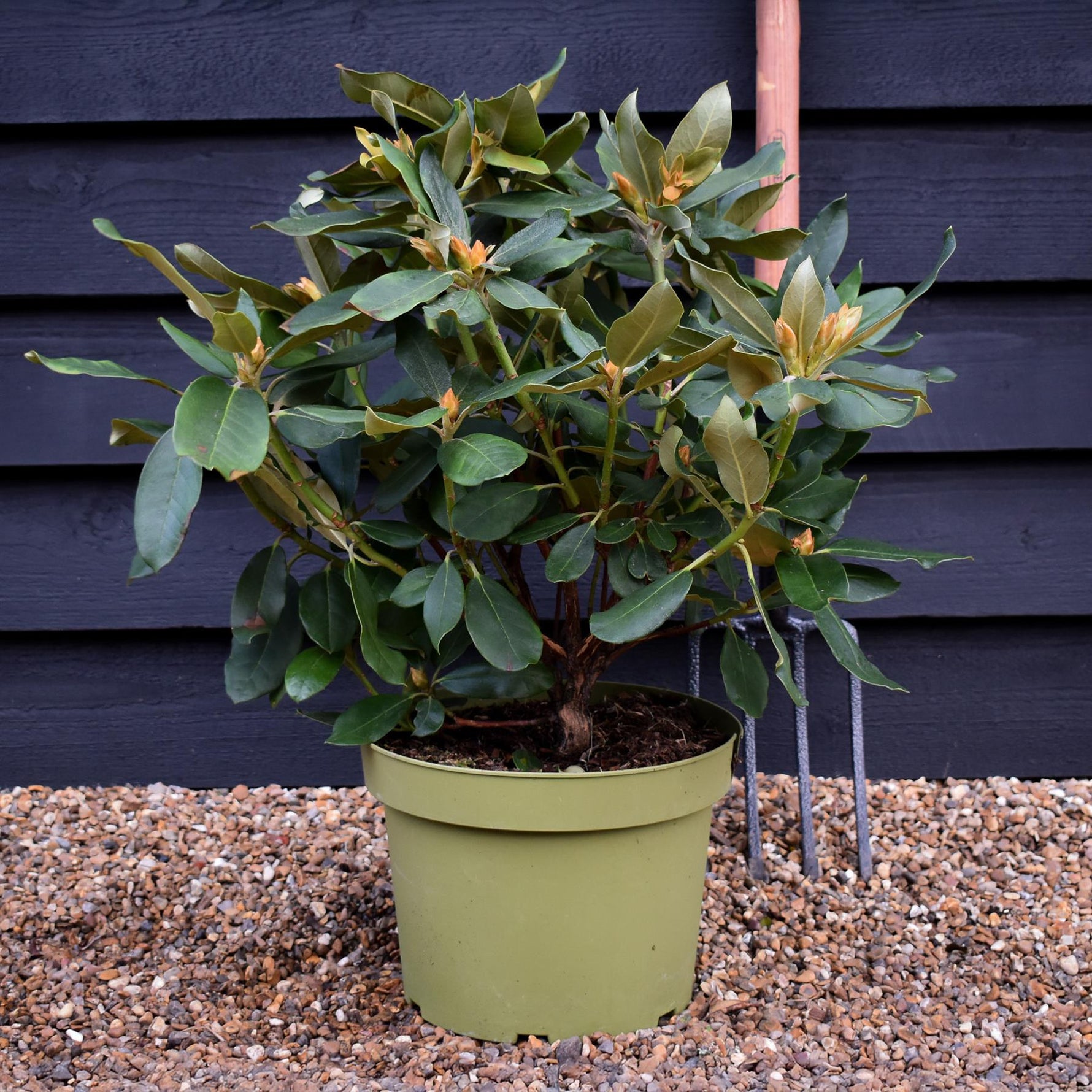 Rhododendron 'Double Dots' - Shrub - Height 50-70cm - 10lt  Arundel  Arboretum