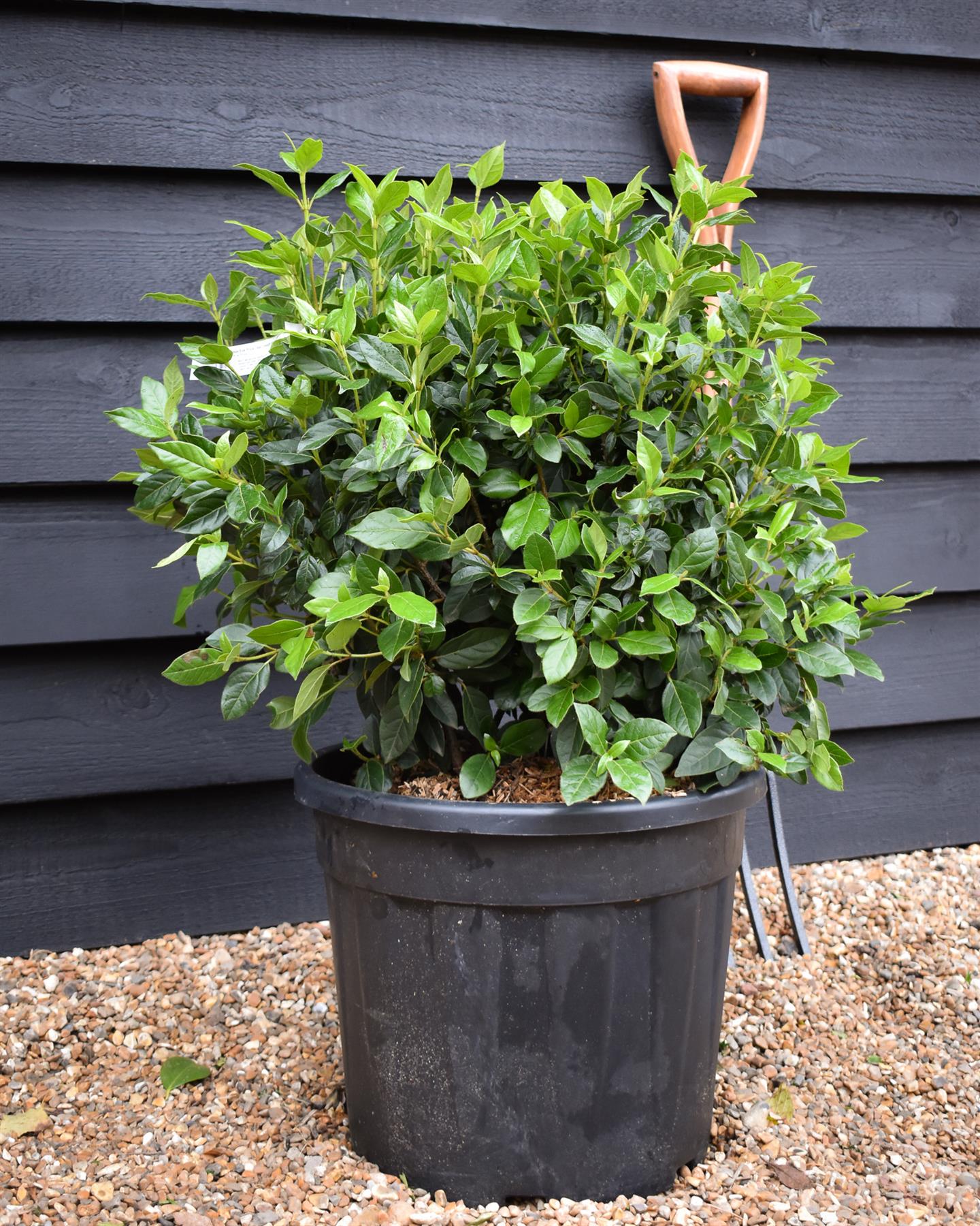 Viburnum tinus Eve Price - Ball - Wdith 50cm - Height 60-70cm - 30lt
