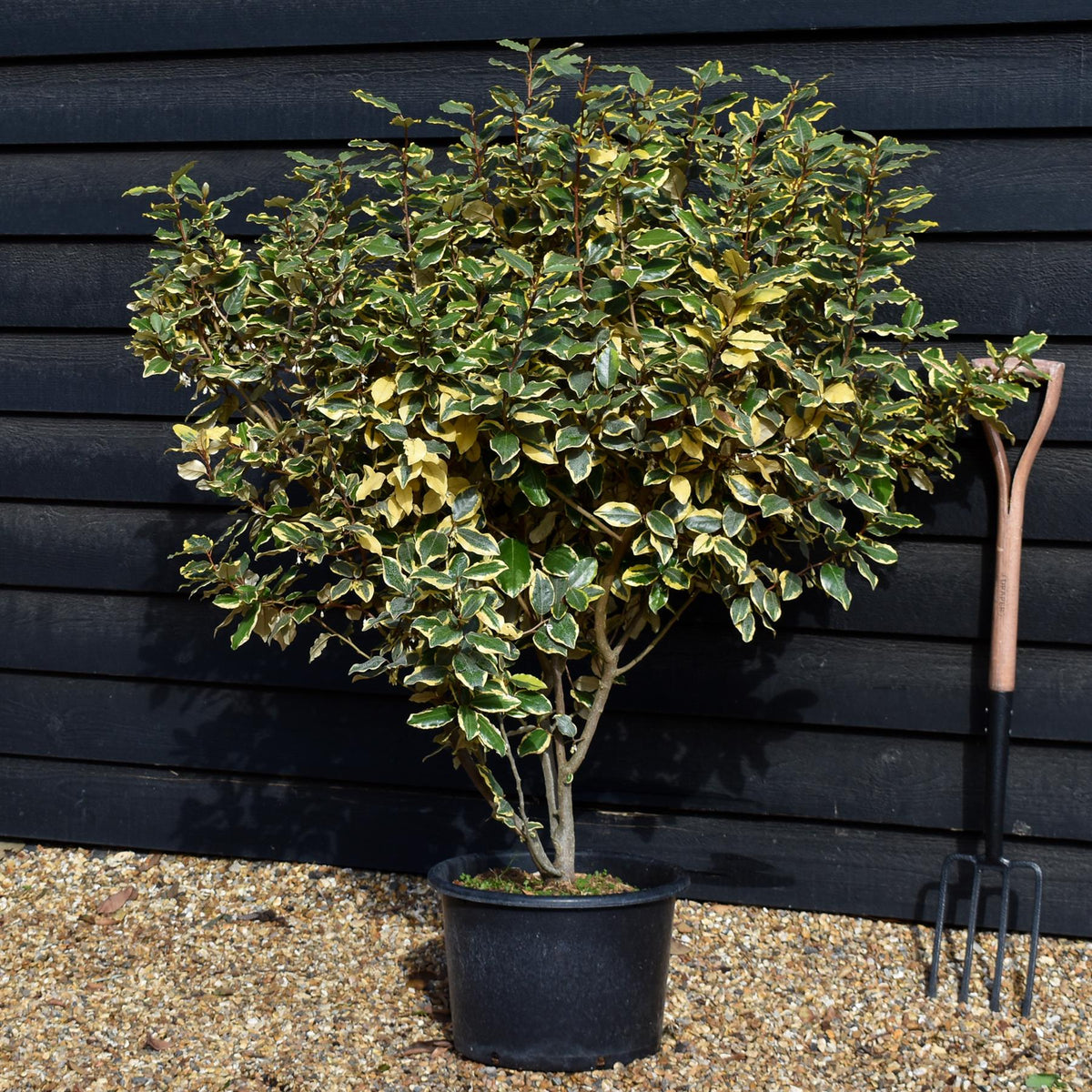 Elaeagnus  submacrophylla 'Viveleg' - Shrub - Height 110-140cm -20lt