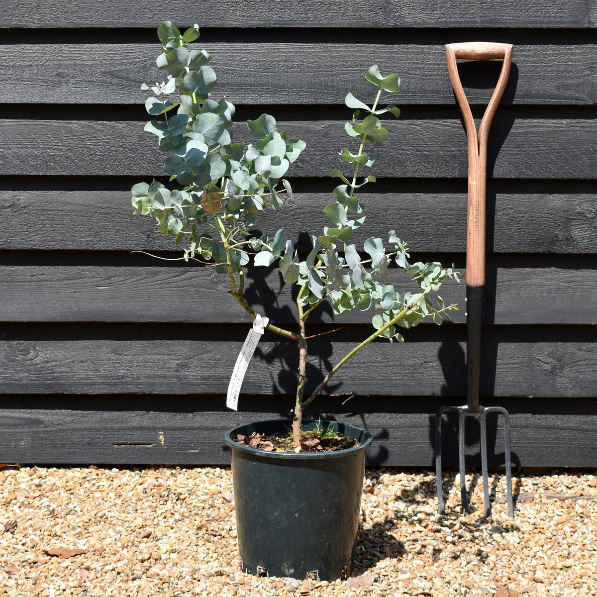 Eucalyptus cinerea - Bushy - Height 70-90cm - 12lt