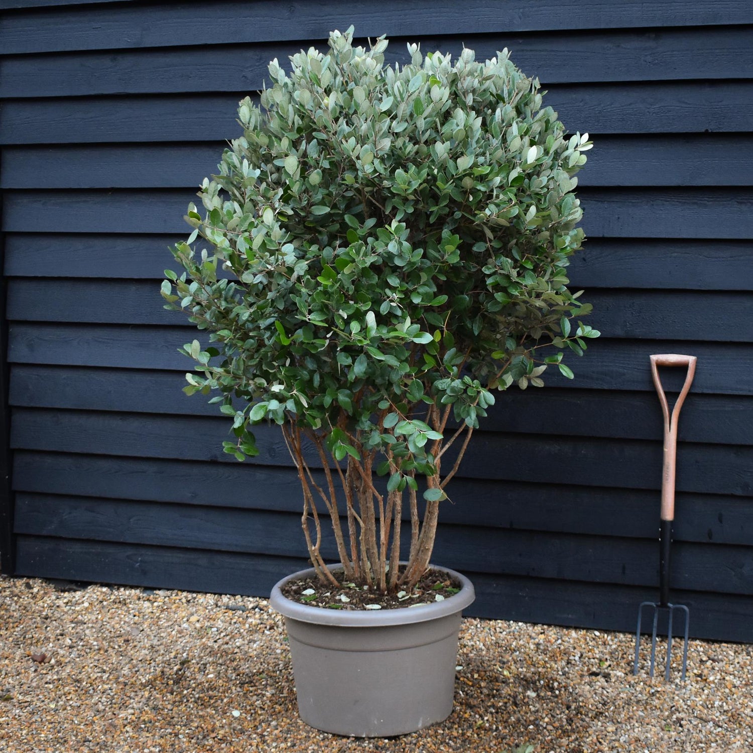 Feijoa (acca) sellowiana | Pineapple guava -  Umbrella - Height 140cm - 50lt