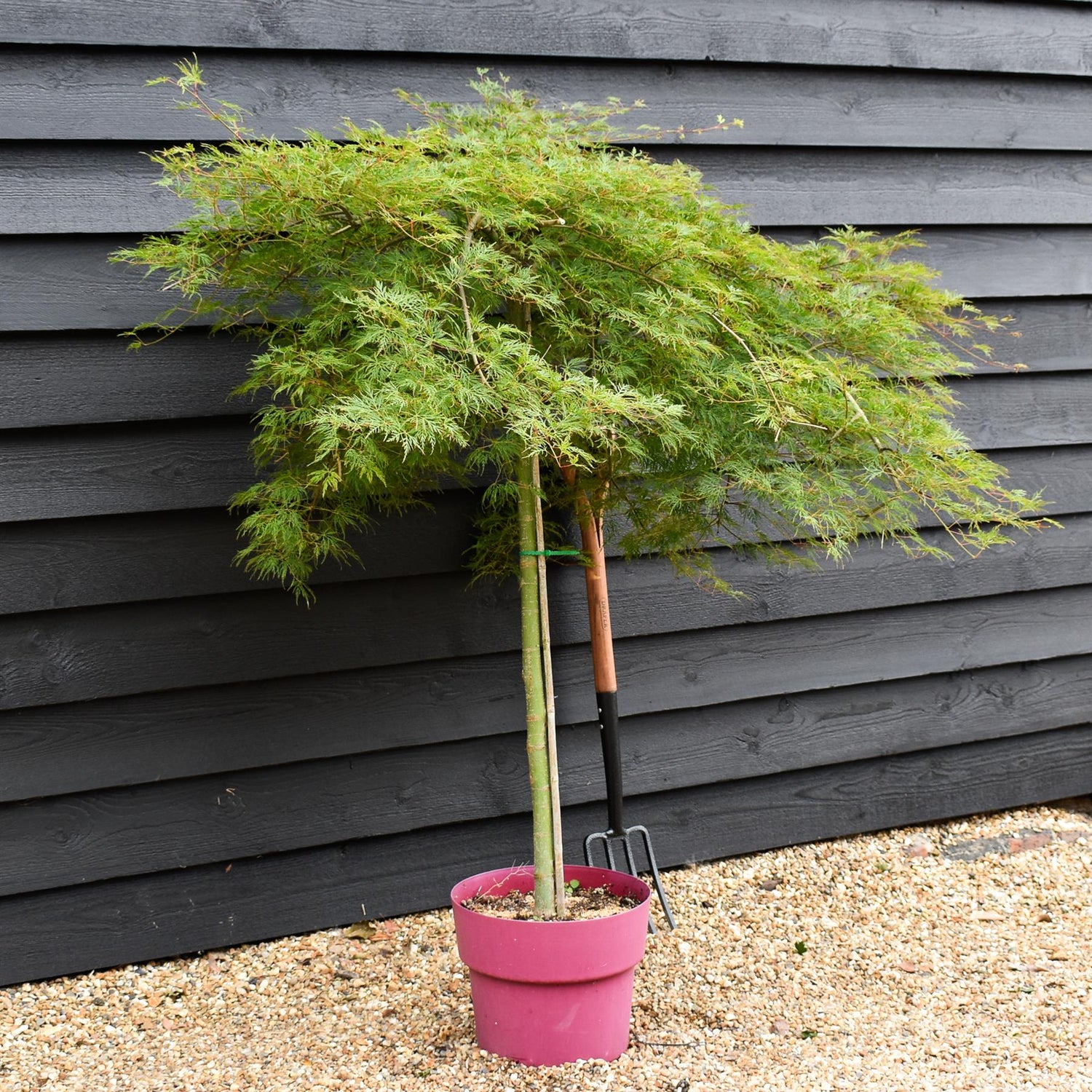 Acer palmatum 'Emerald Lace' | Japanese maple 'Emerald Lace' - 90-100cm - 15lt