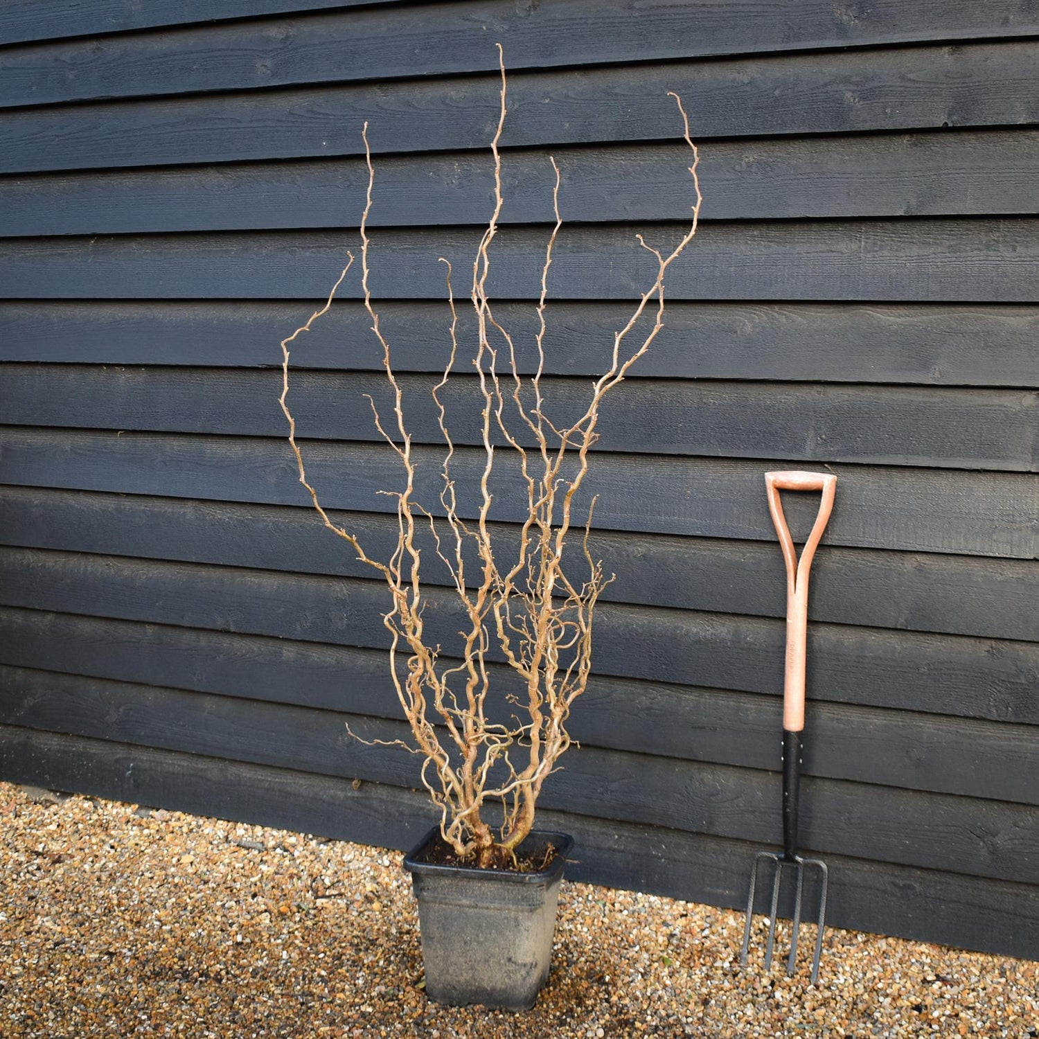 Corylus avellana 'Twister' | Corkscrew Hazel -Shrub - Height 150-160cm - 15lt