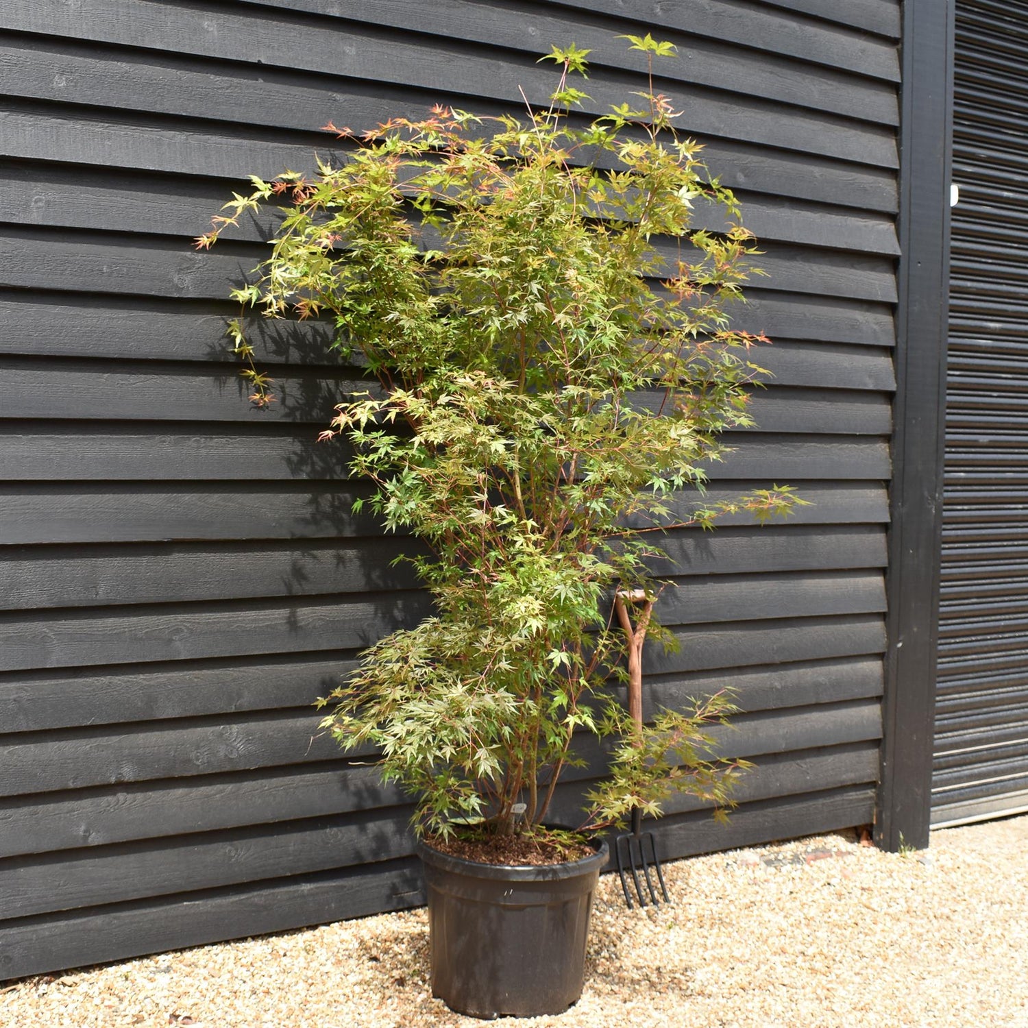 Red Bark Japanese Maple | Acer palmatum 'Sango-kaku' - Bushy - Height 190-210cm - 55lt