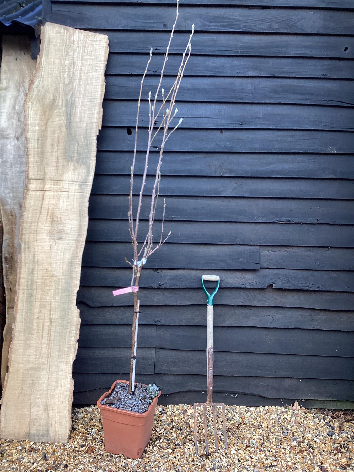 Magnolia x soulangeana 1/4 Standard | Saucer Magnolia - 180-200cm, 18lt