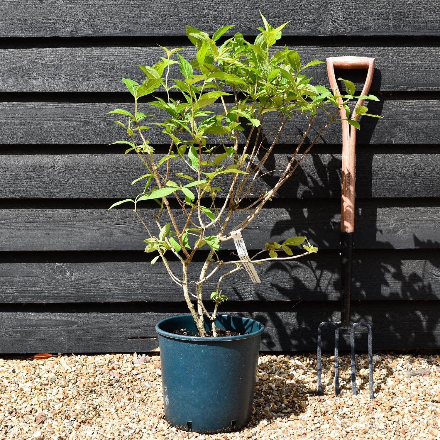 Weigela Rubidor | Rubidor Weigela - Height 35-45cm - 12lt