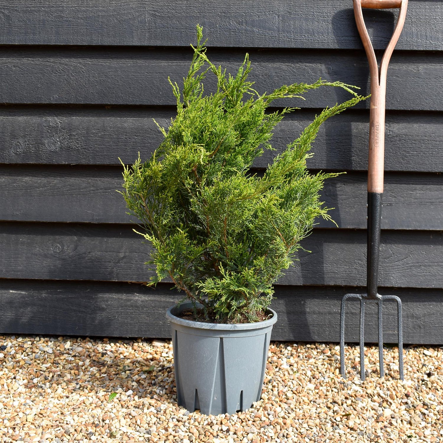 Juniperus media ' Mint Julep' - Shrub - Height 30-60cm - 10lt