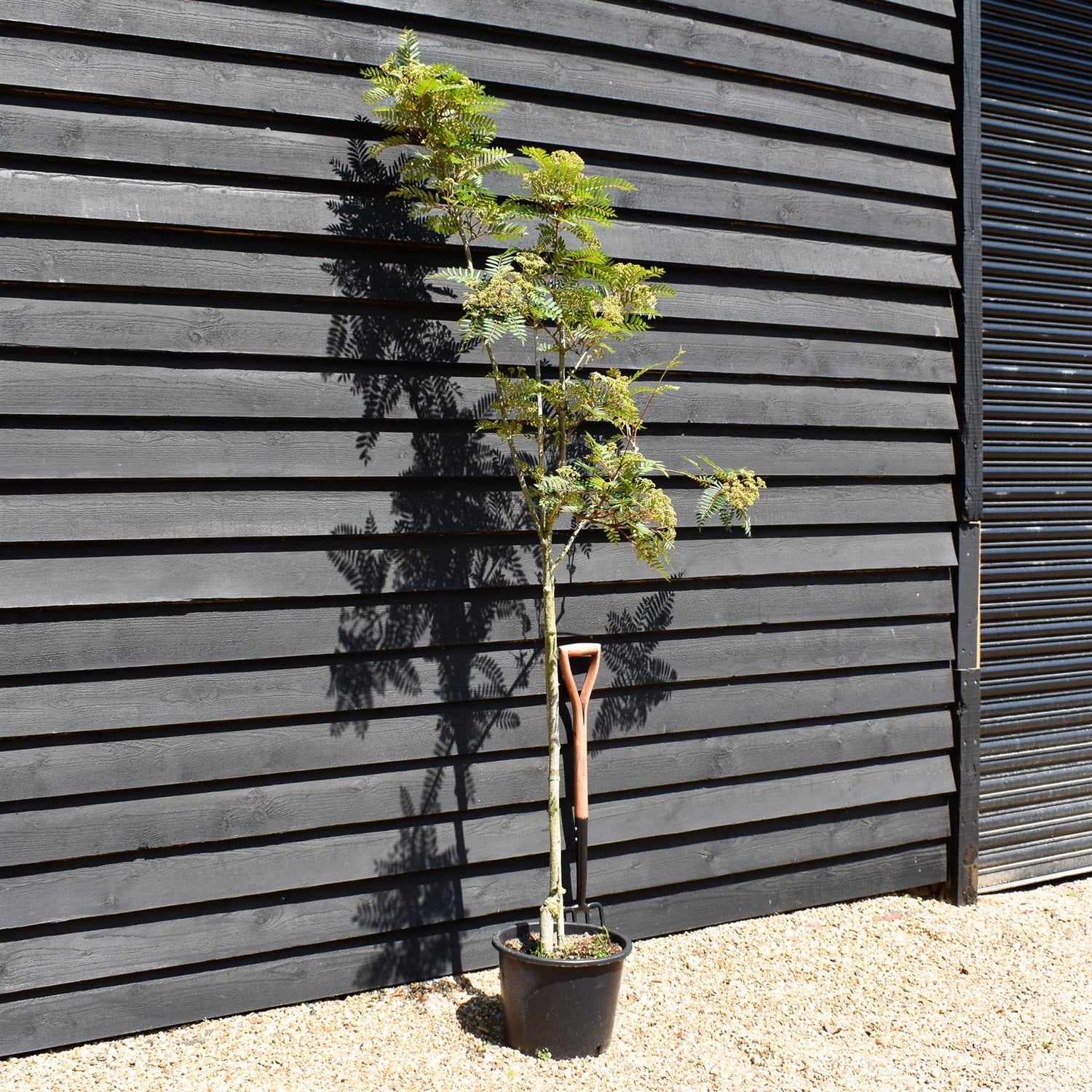 Sorbus vilmorinii | Vilmorin's Rowan 1/2 std, Clear Stem - 150-180cm, 20lt