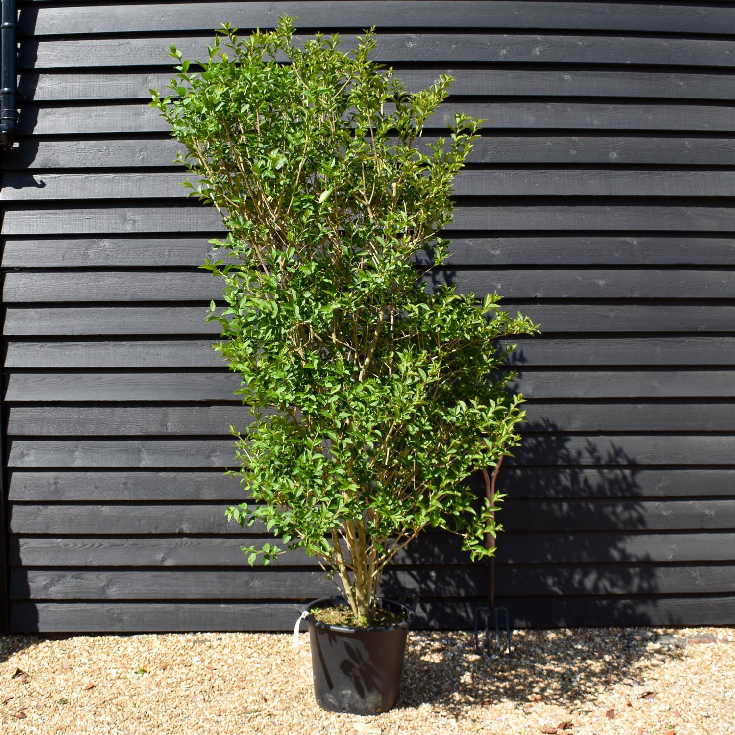 Ligustrum ovalifolium | Garden Privet - 170-180cm - 40lt