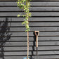 Prunus Serrula | Tibetan Cherry - 200-250cm, 10lt