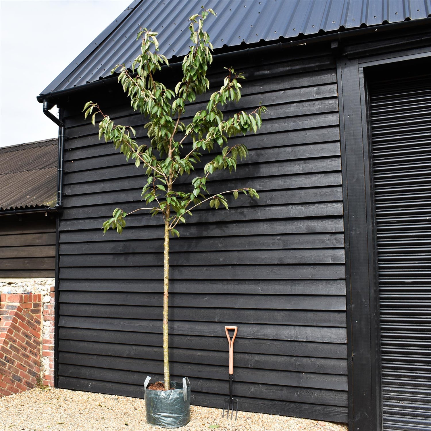 Prunus serrulata 'Taihaku' - Height 300-350cm - Clear Stem 170cm - Girth 10-12cm - 45lt