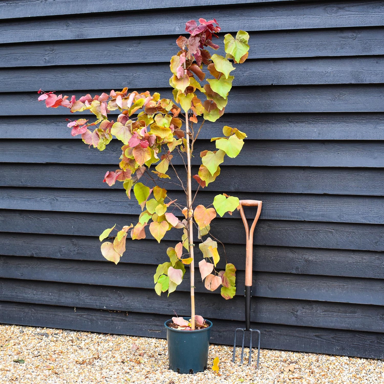 Cercis canadensis 'Eternal Flame' | Redbud | Judas trees - Height 190-210cm - Bushy - 12lt