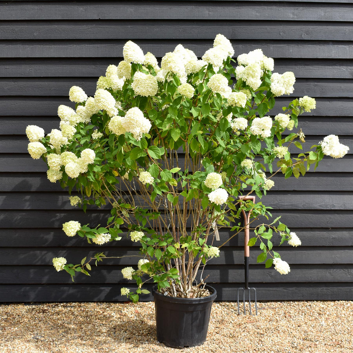 Hydrangea paniculata 'Grandiflora' - Shrub - Height 130cm - 45lt