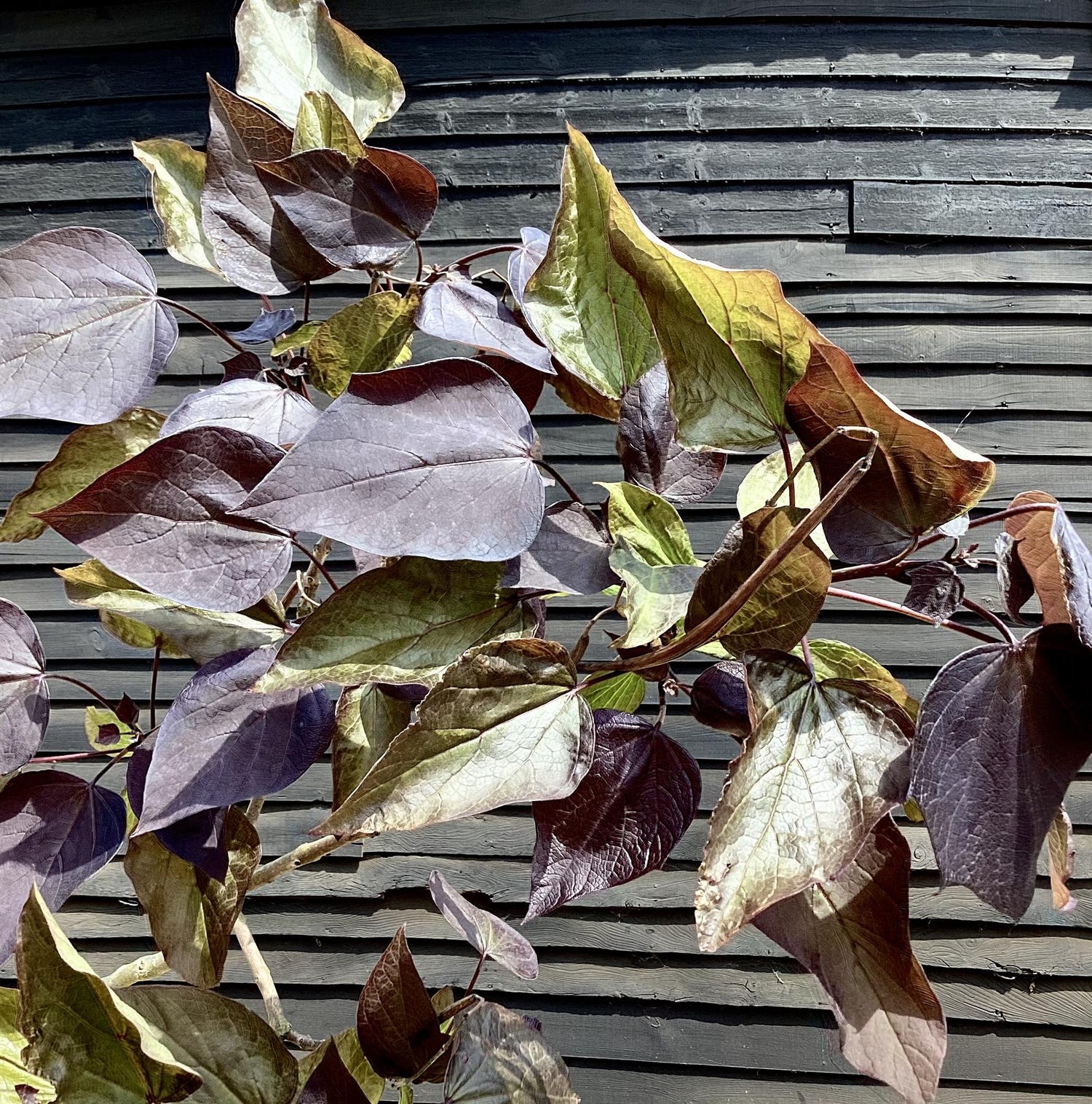 Catalpa biganoides Purpurea | Purple Hybrid Catalpa - 290-320cm, 35lt