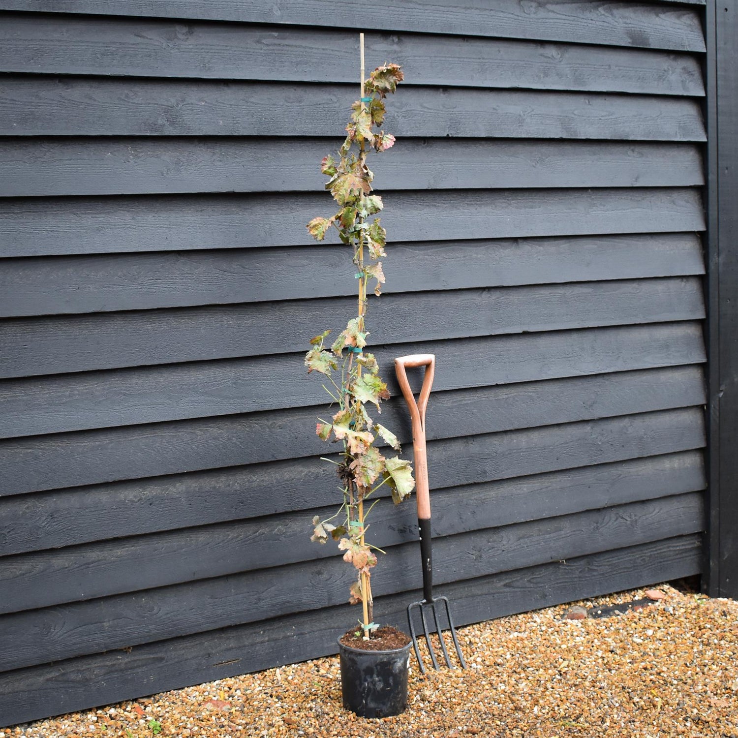 Vitis Vinifera Gnarled Grape Vine - Cane - 190-200cm, 5lt