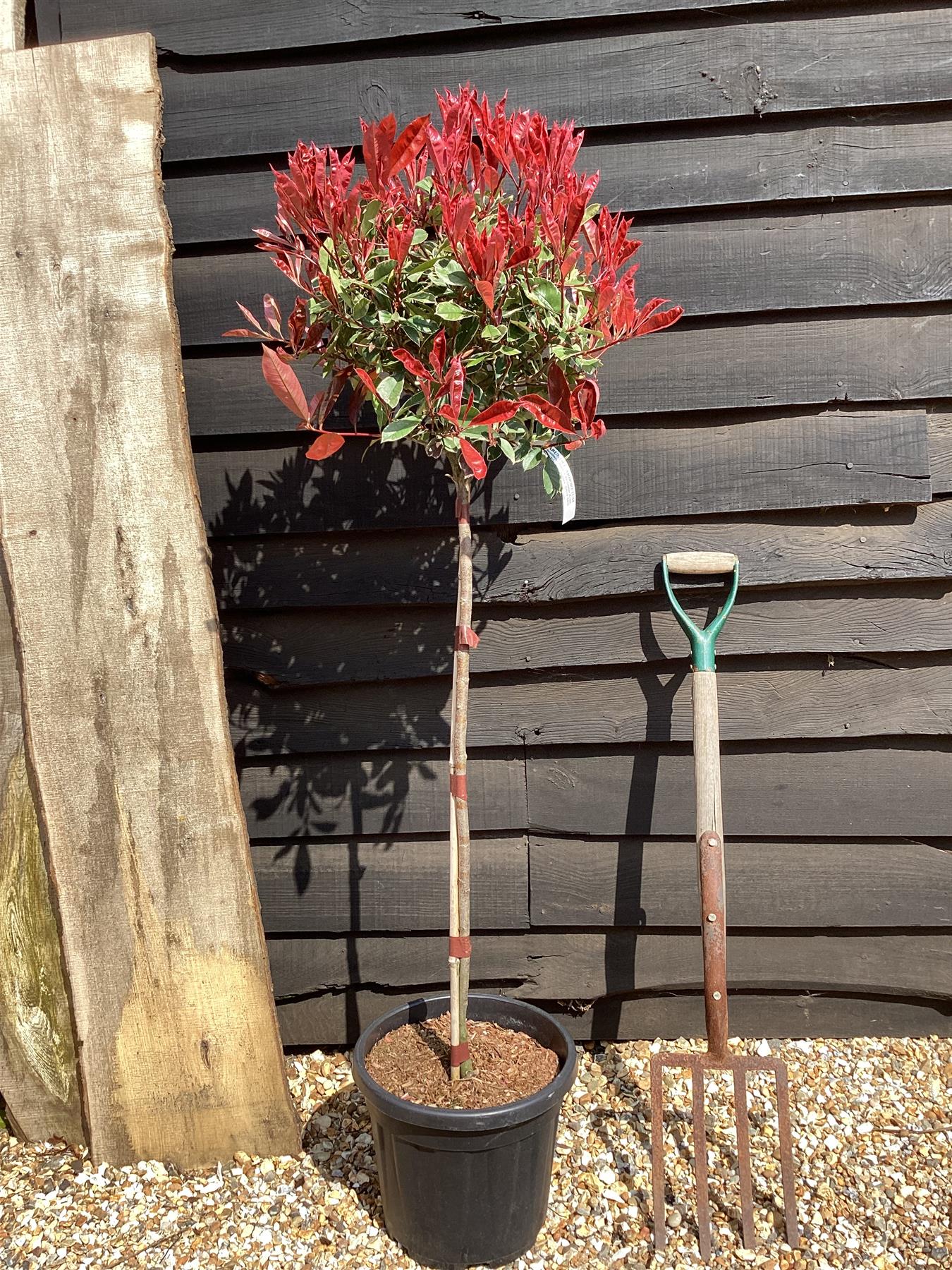 Photinia Pink Marble | Christmas berry Pink Marble 4-6cm - 170cm, 15lt