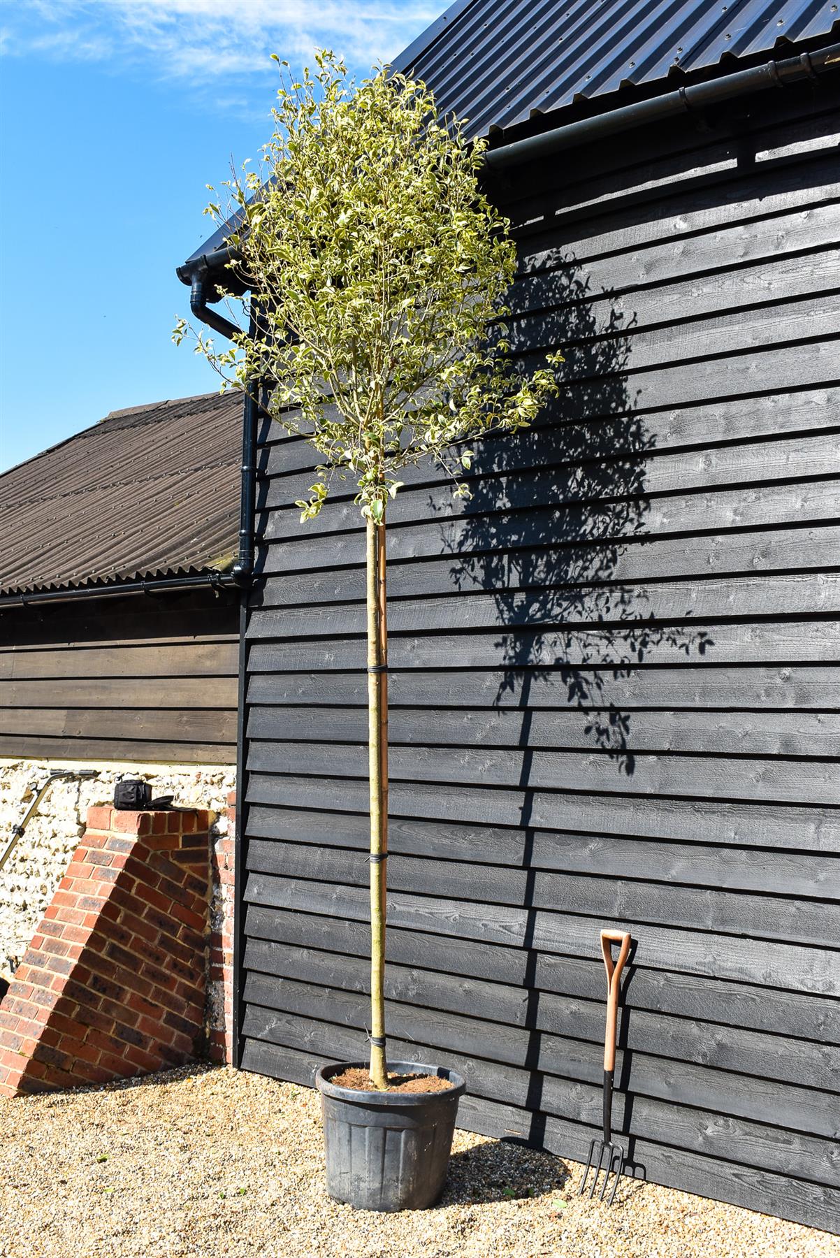 Golden Japanese Privet | Ligustrum Japonica 'Aureum' Varigated - Clear Stem 180cm - Girth 12-14cm - Height 280-320cm - 55-70lt