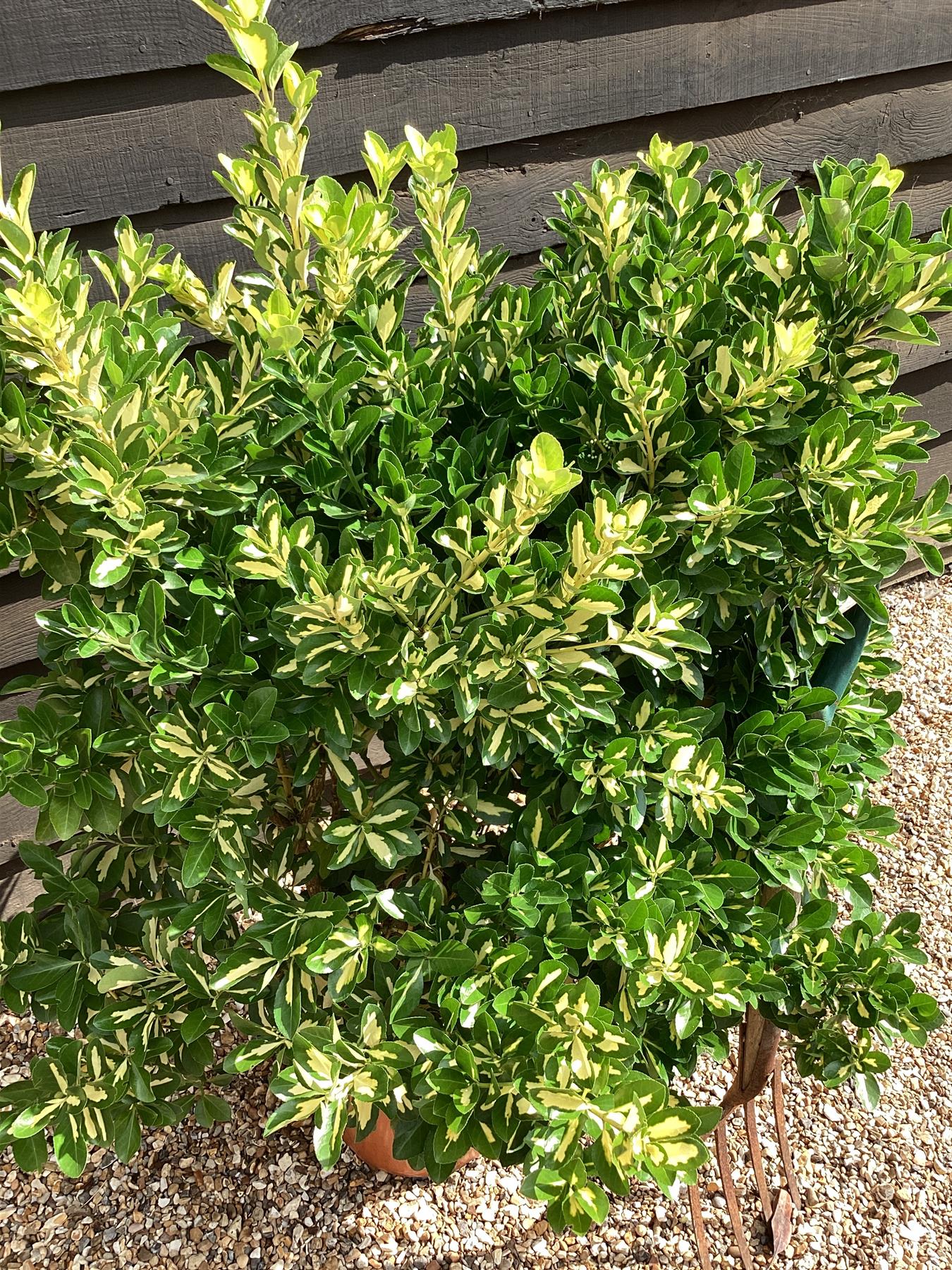 Euonymous japonica Gold Queen - 120-130cm - 25lt