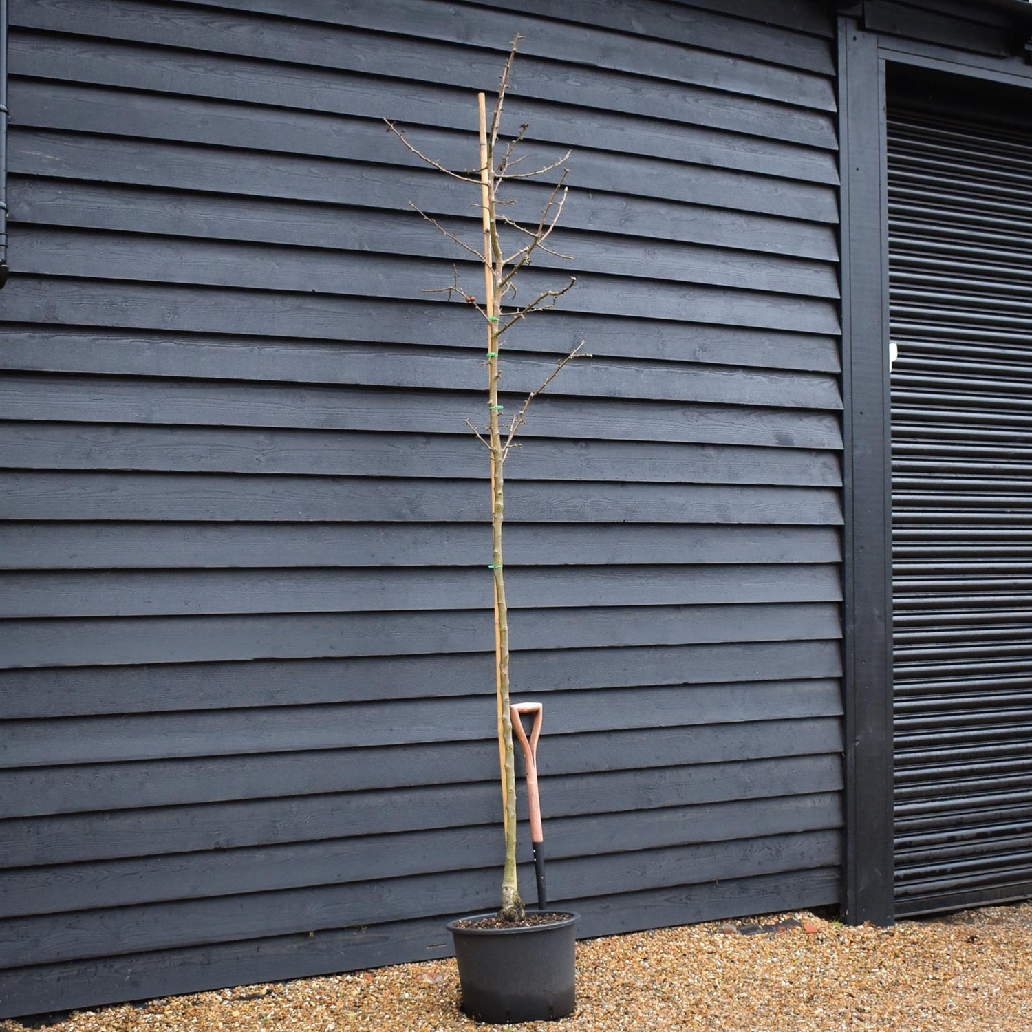 Flowering Crab Apple Tree | Malus 'Golden Hornet' -  Clear Stem - Height 250-300cm - Girth 6-8cm - 45lt