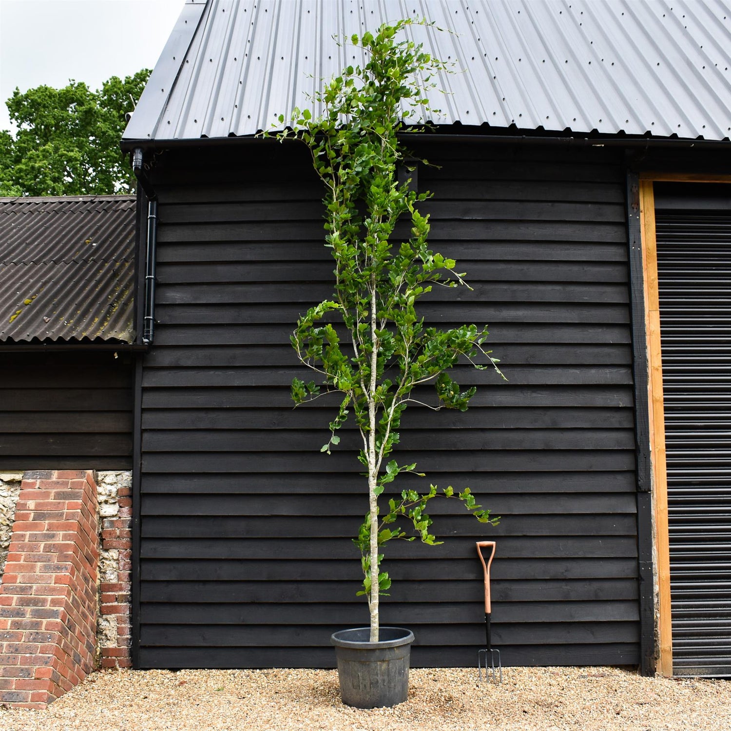 Fagus Sylvatica Dawkye | Dawyck Beech - 450-500cm, 50lt